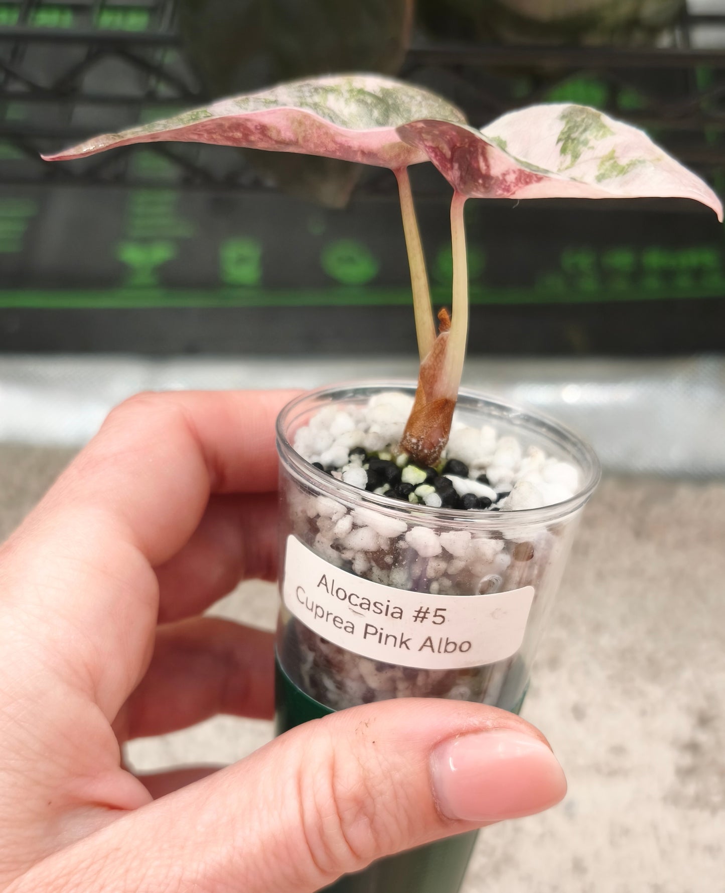 Alocasia Cuprea Super Pink 0202