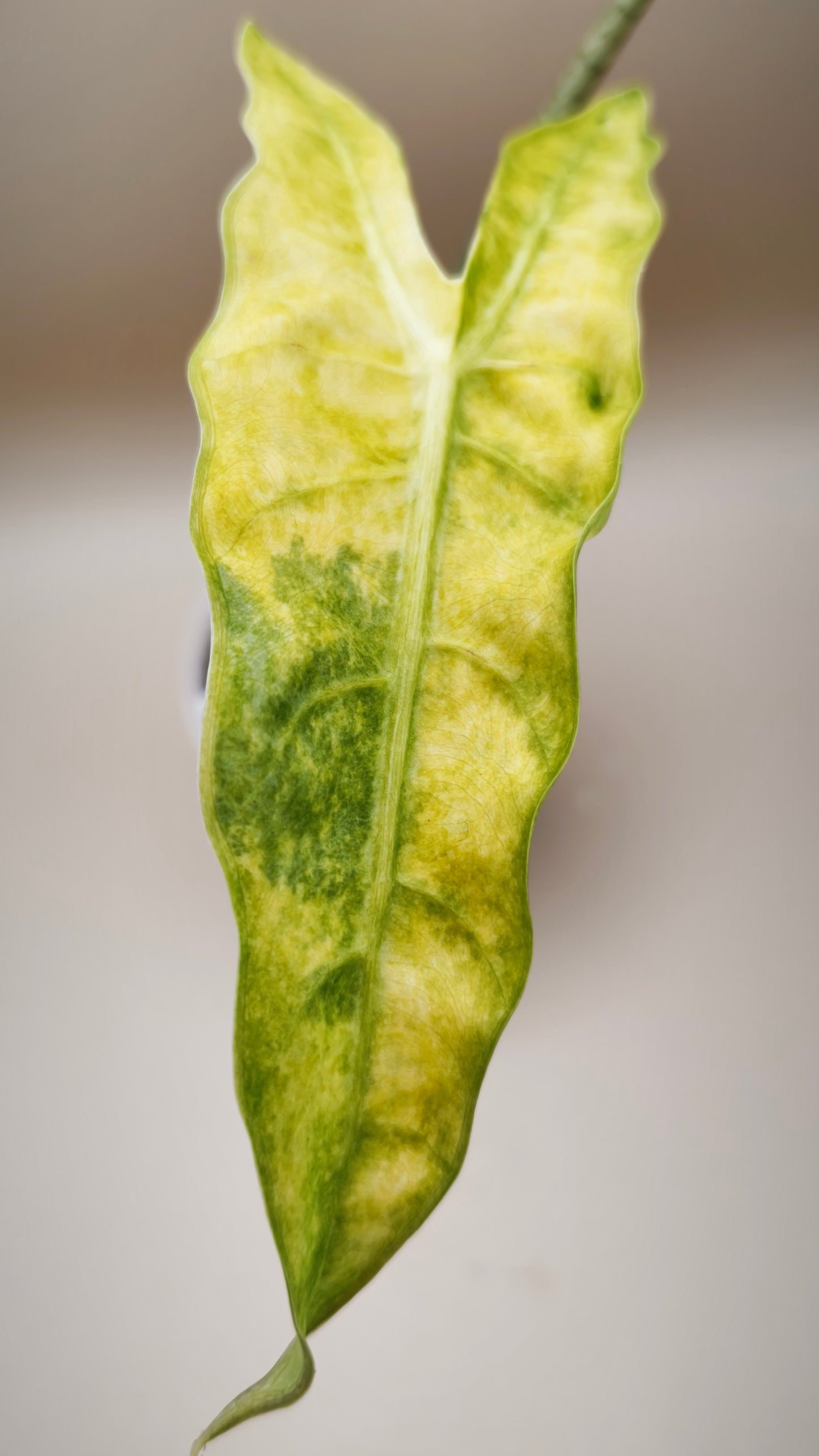 Alocasia Longiloba Mint