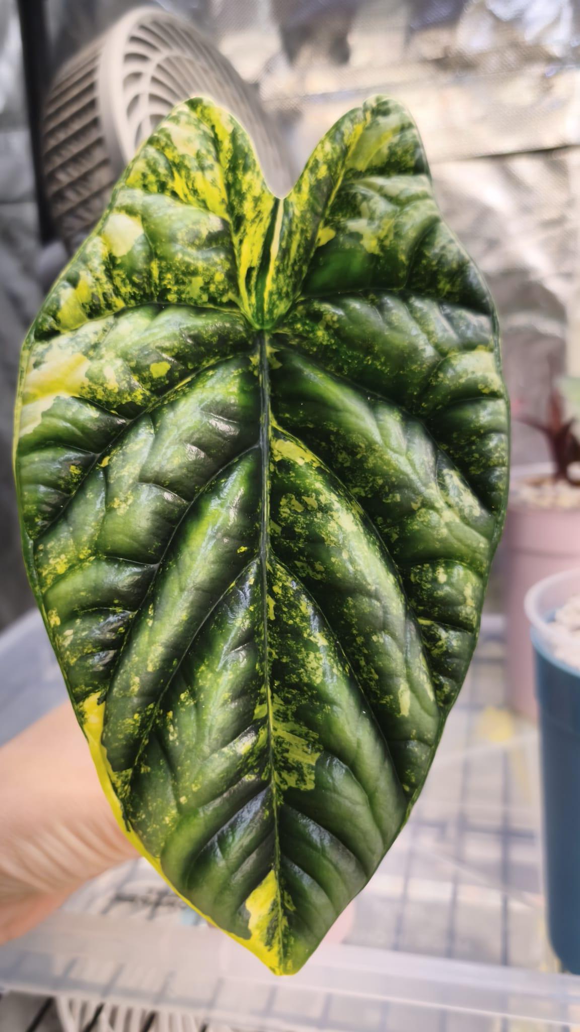 Alocasia Sinuata Aurea planta madre 01