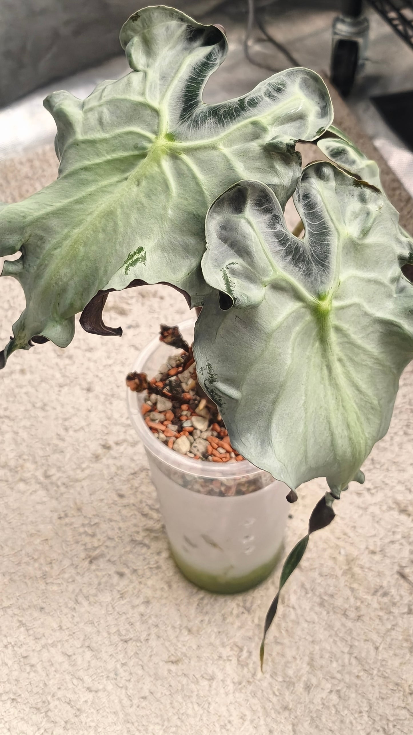 Alocasia Venom