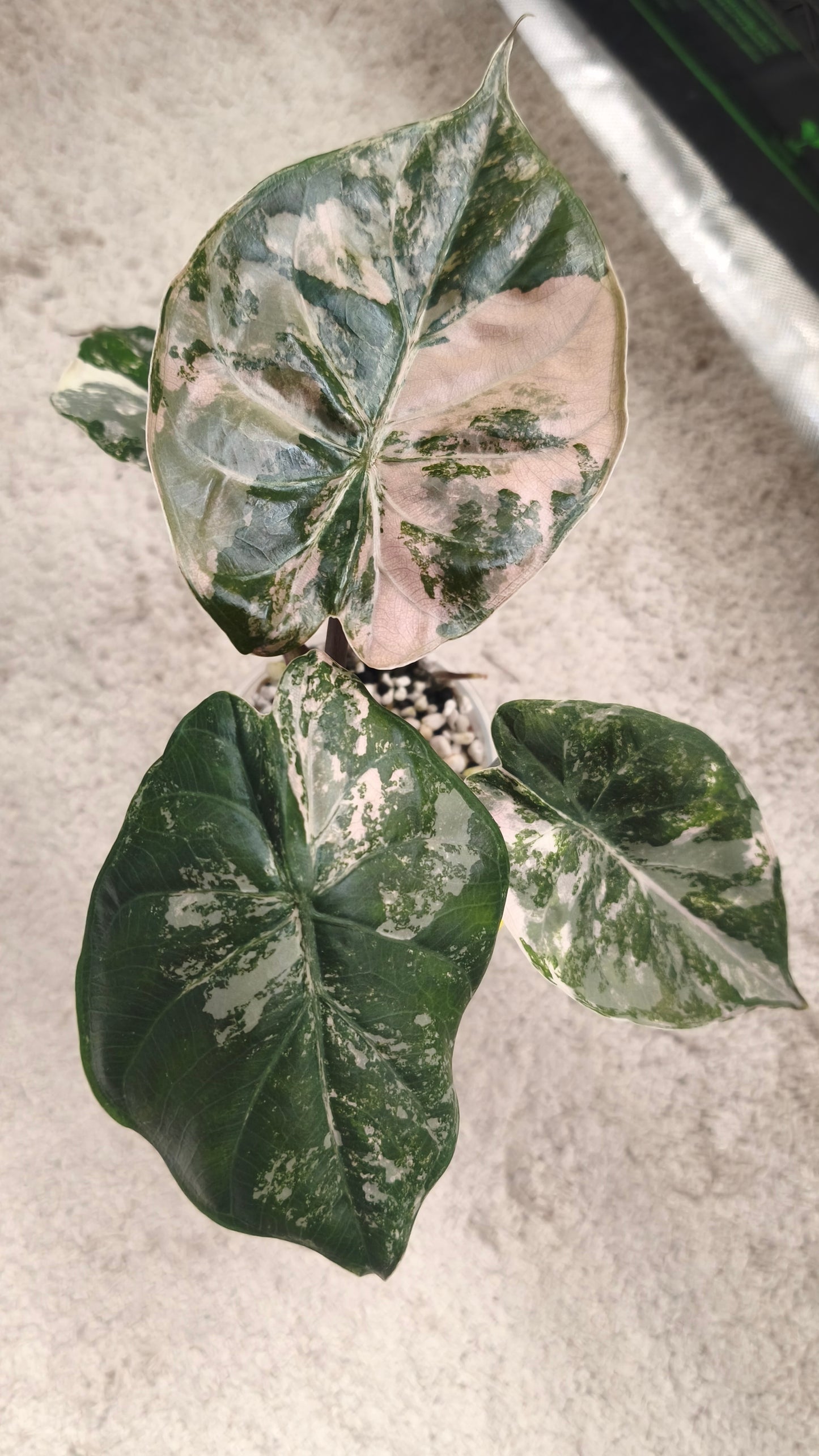 Alocasia Wentii Albo Pink 0401