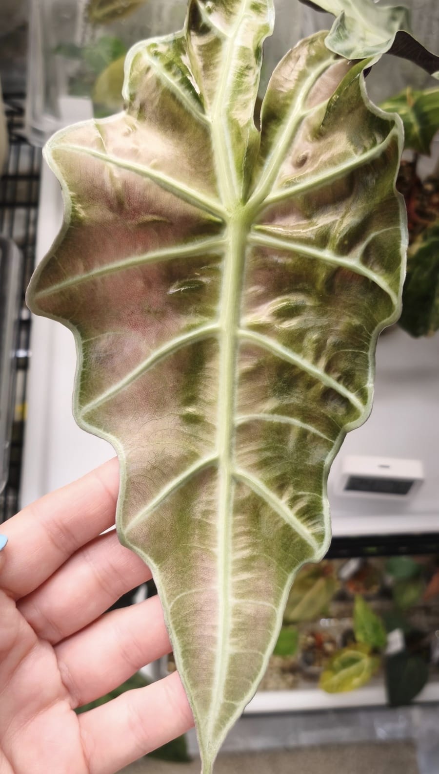 Alocasia Amazonica Pink Mint | Corm