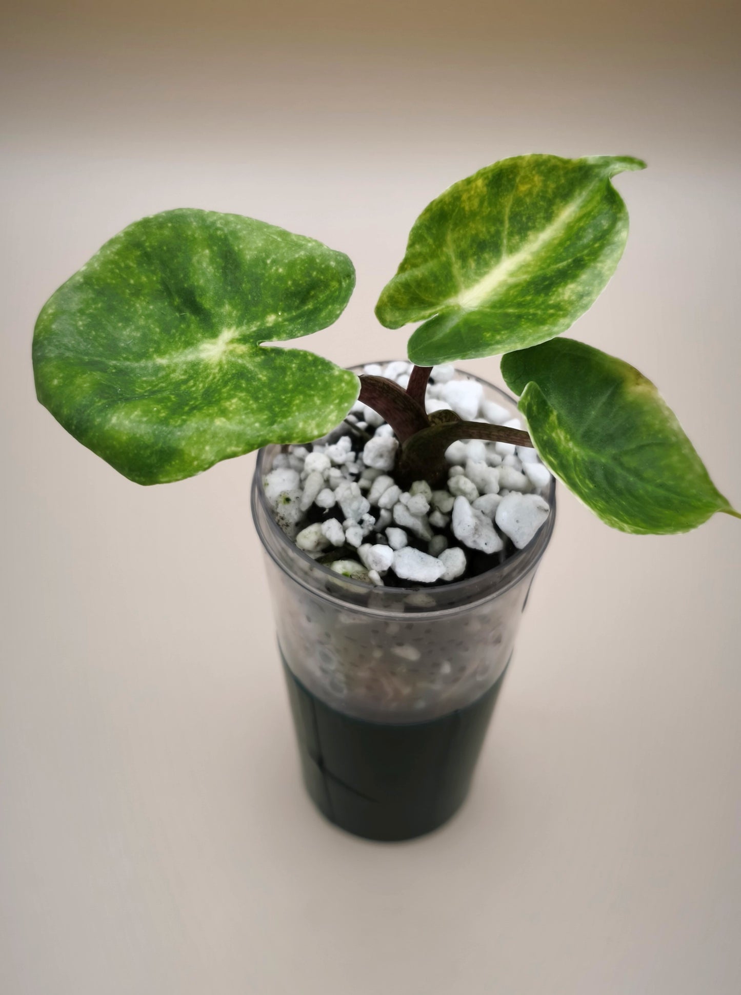 Alocasia Guinea Gold