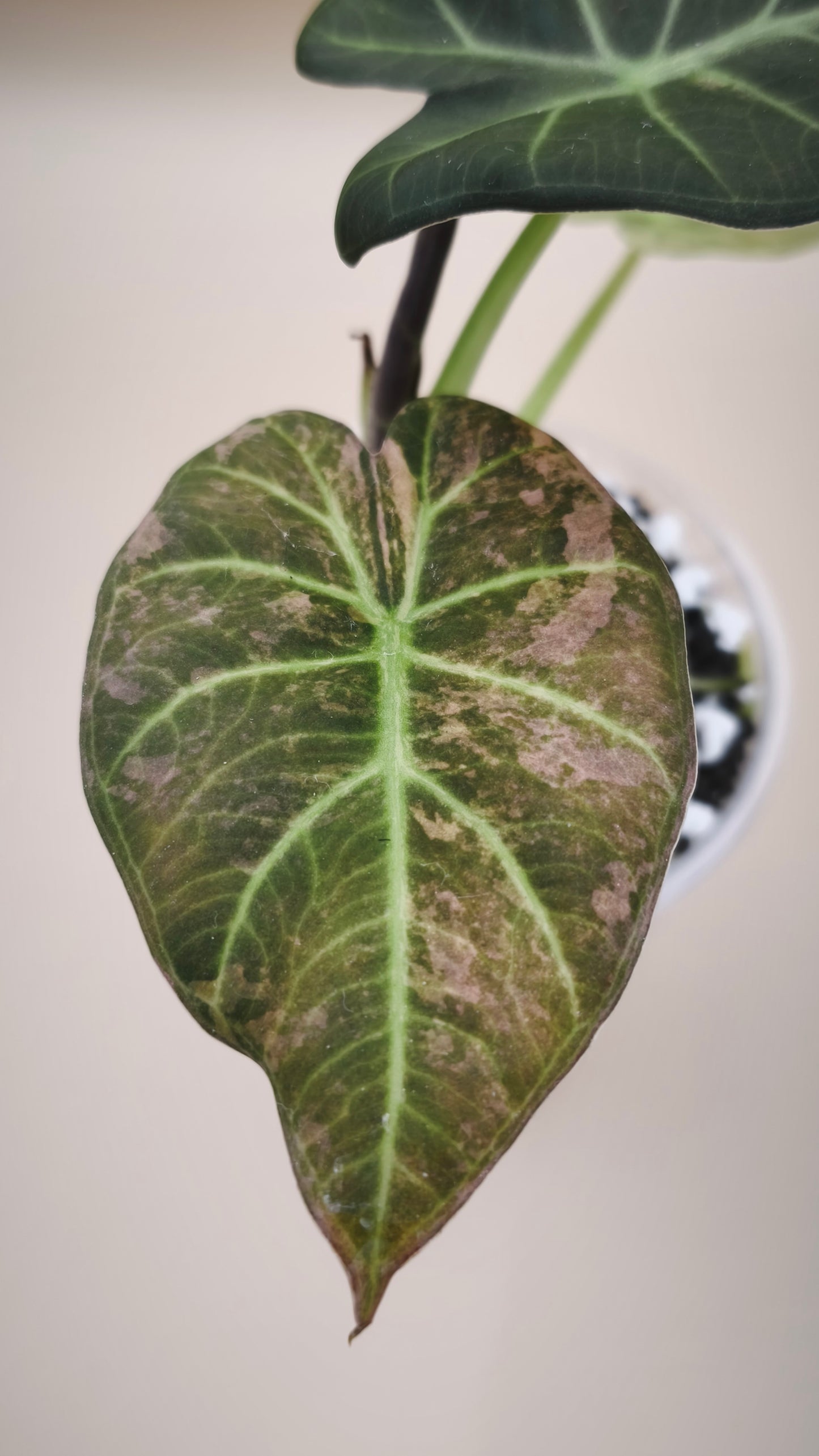 Alocasia Regal Shileds Aurea Variegated | Corm