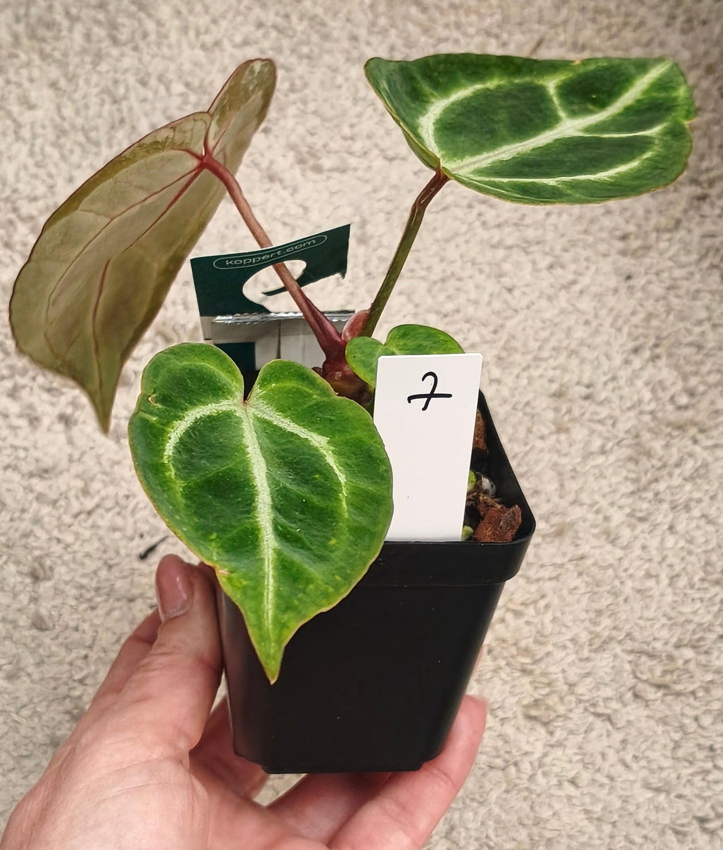 Anthurium kos x crystallinum x crystallinum 0702