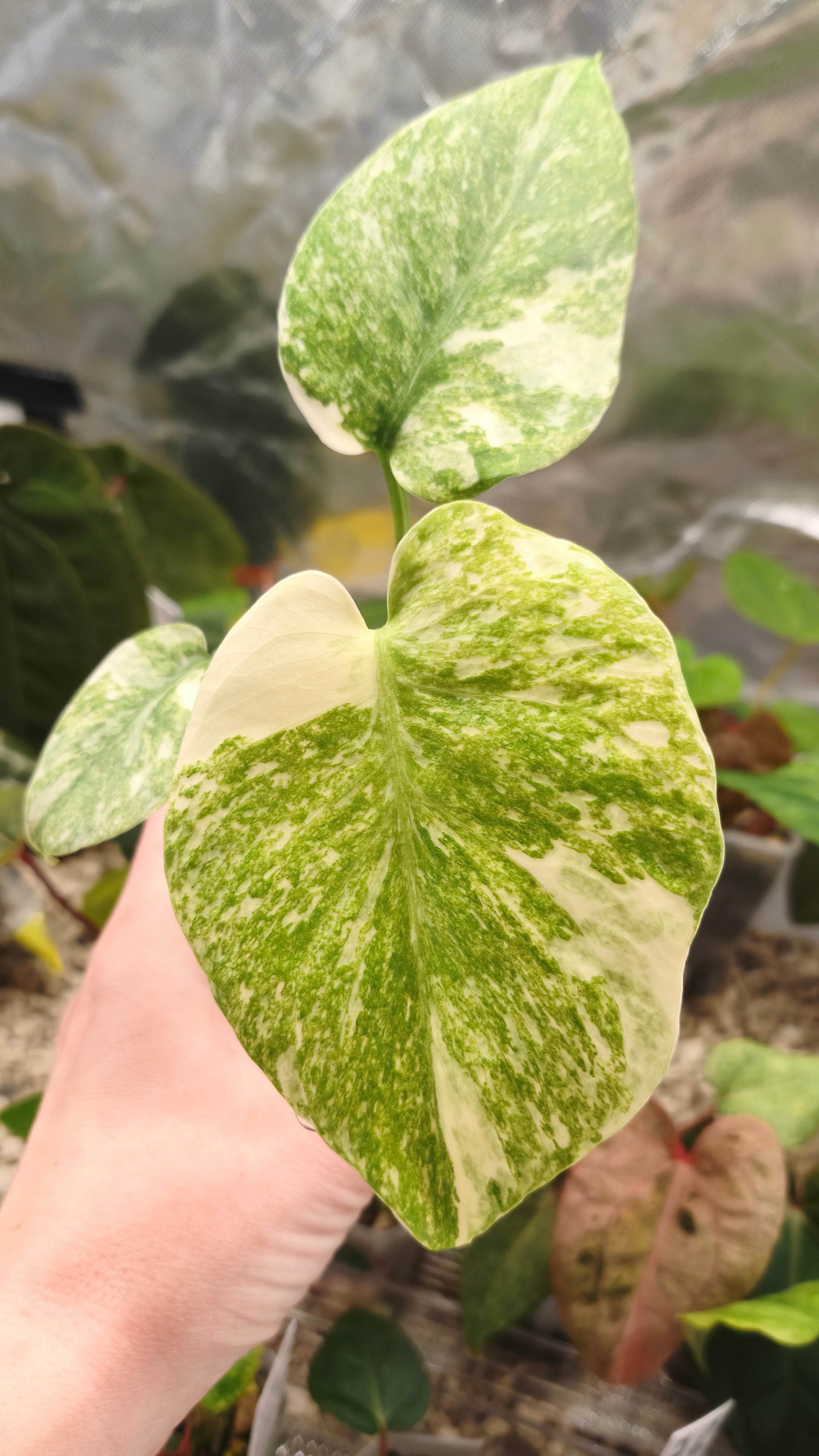 Monstera Deliciosa Green Snow – Alocasia Boutique