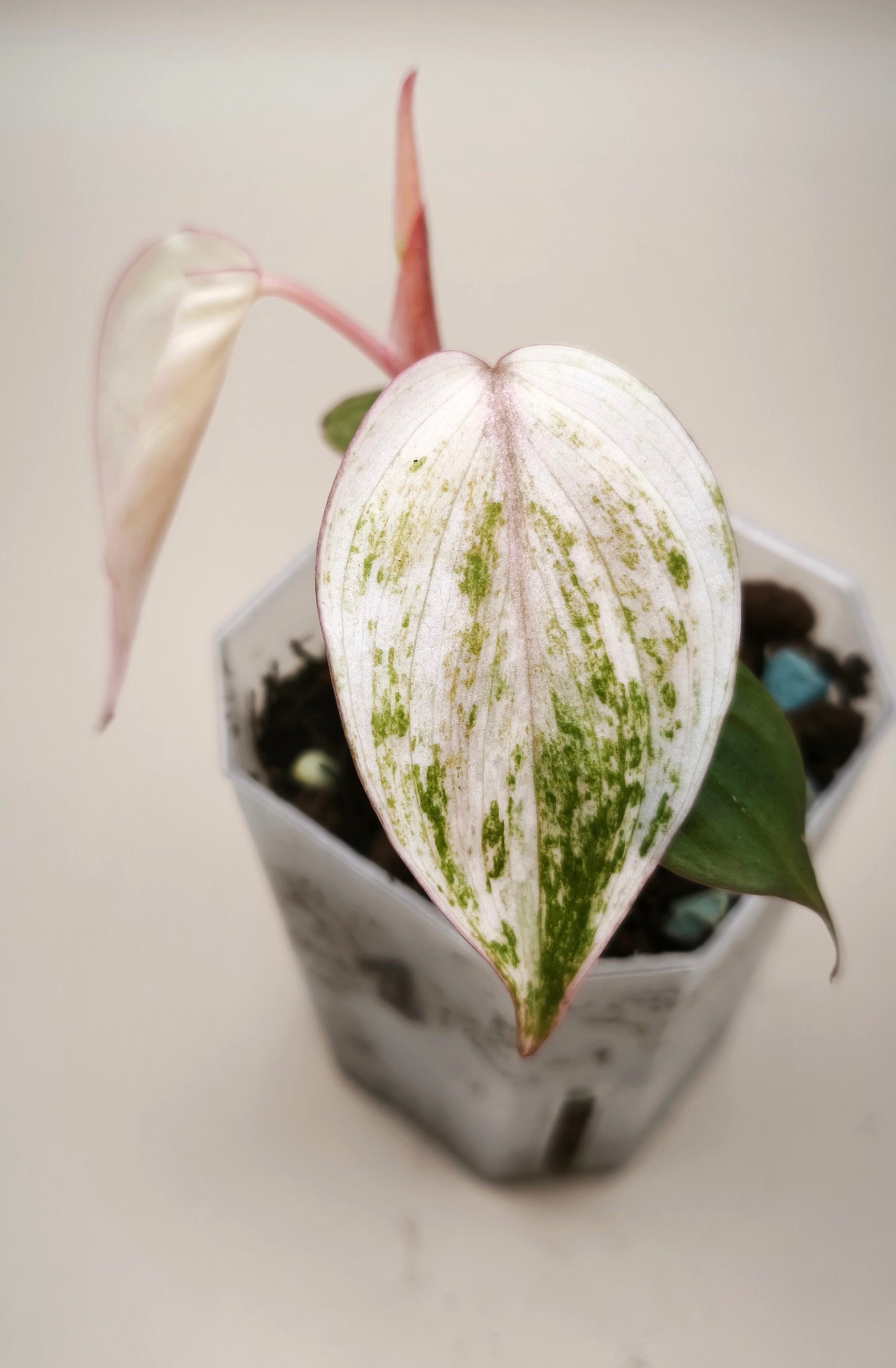 philodendron micans pink variegata Philodendron Micans Pink Mint Variegated – Alocasia Boutique