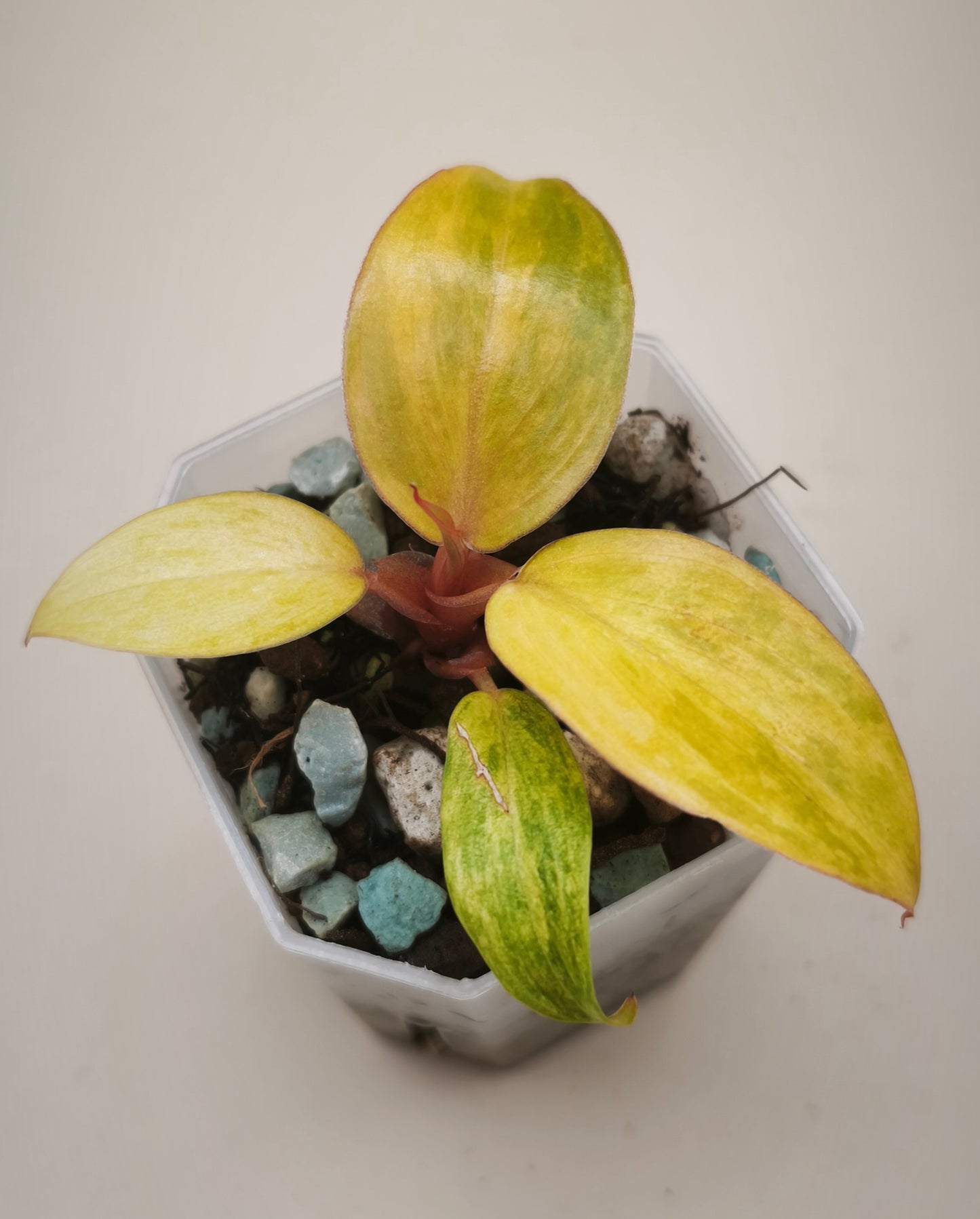 Philodendron Orange Marmelade