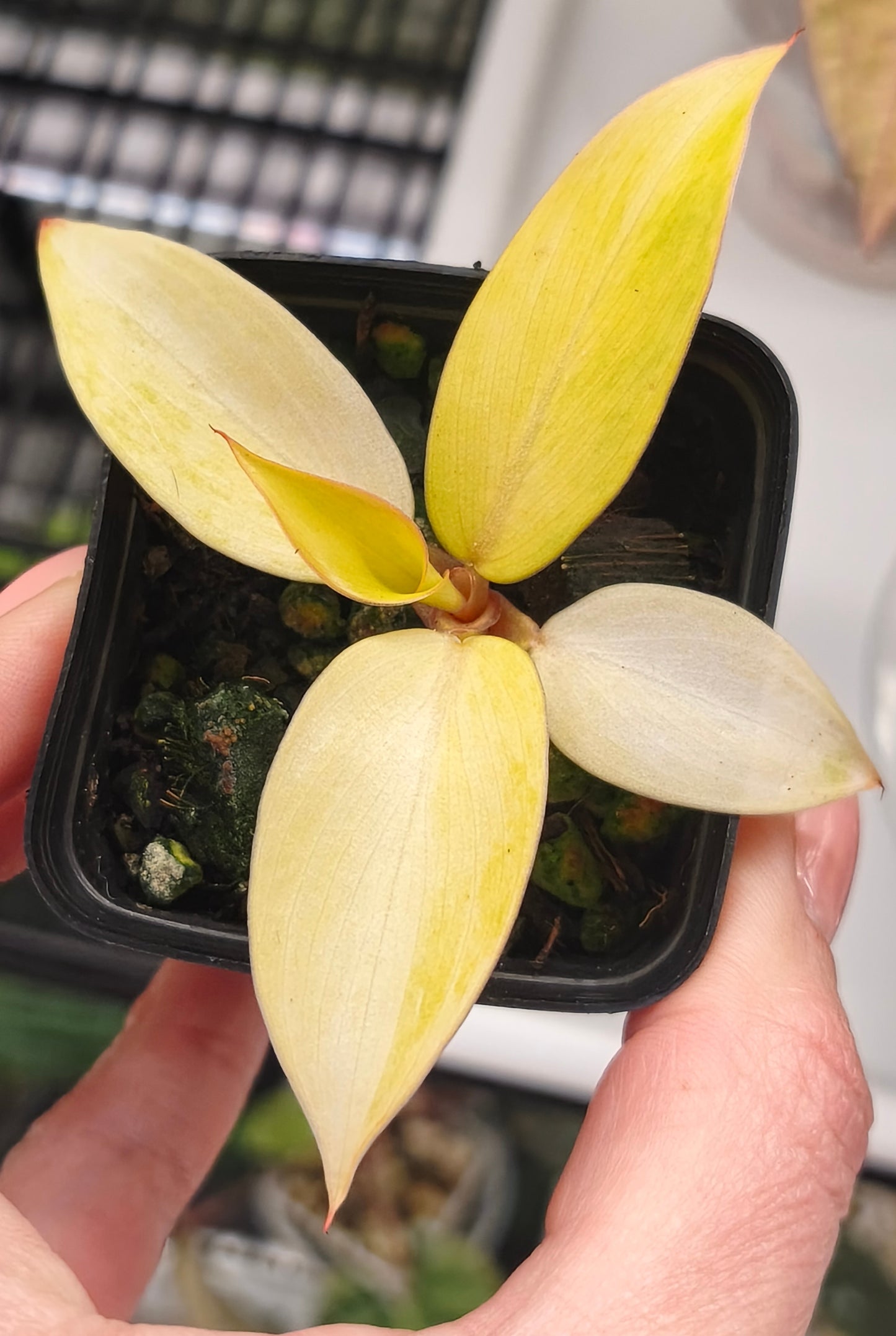 Philodendron Orange Marmelade