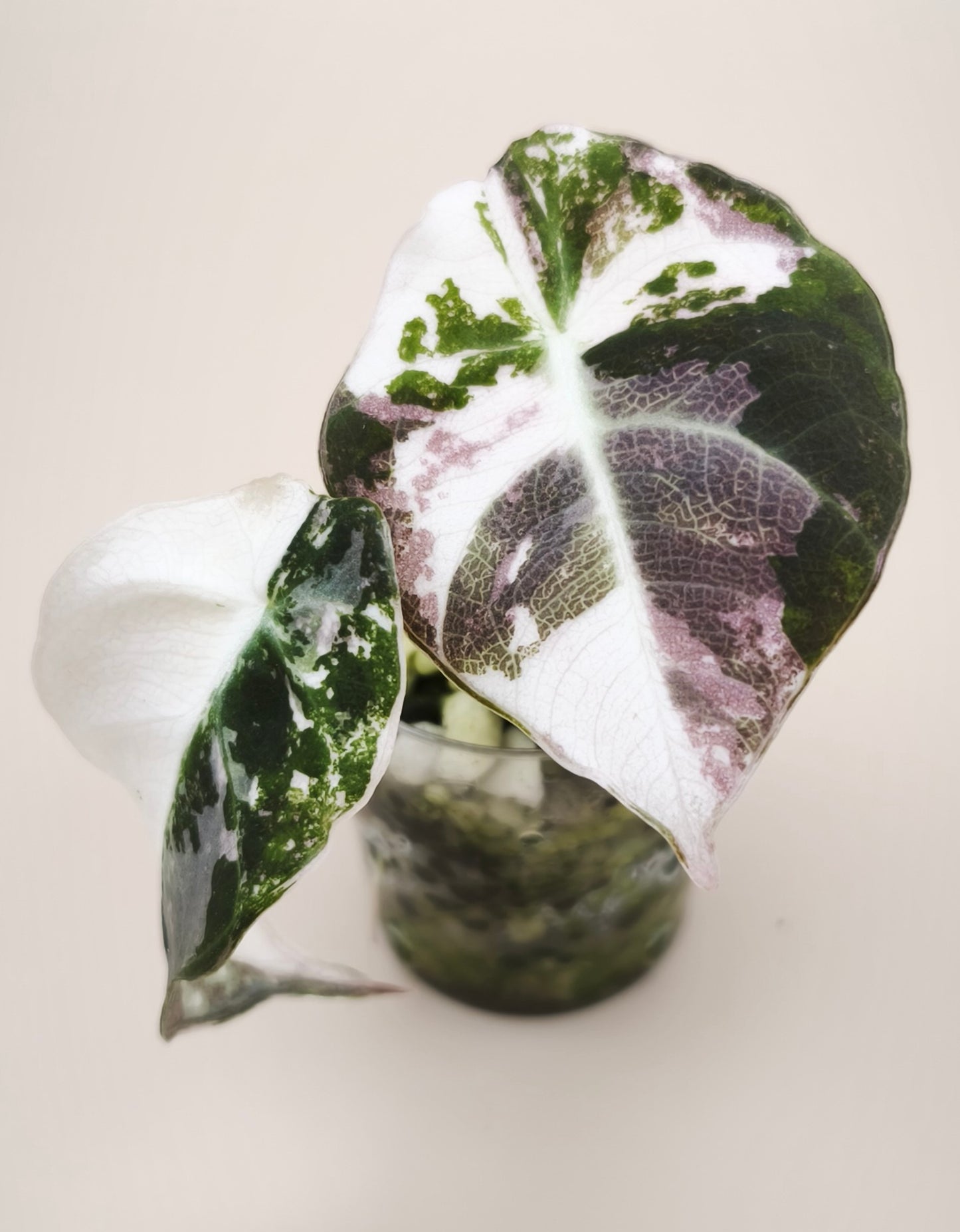 Alocasia Black Velvet Pink Albo Variegata 01