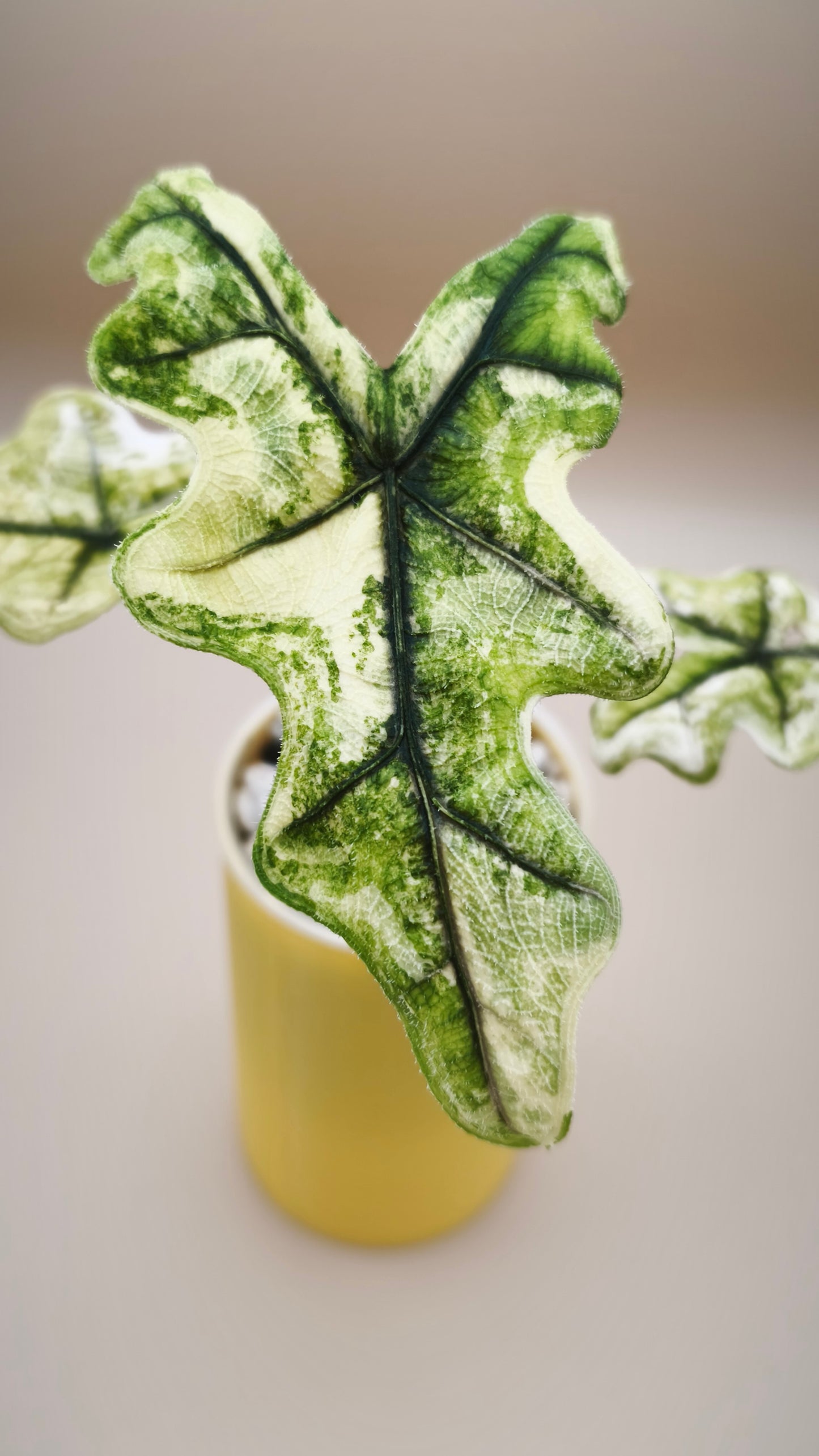 Alocasia Jacklyn Aurea mother plant