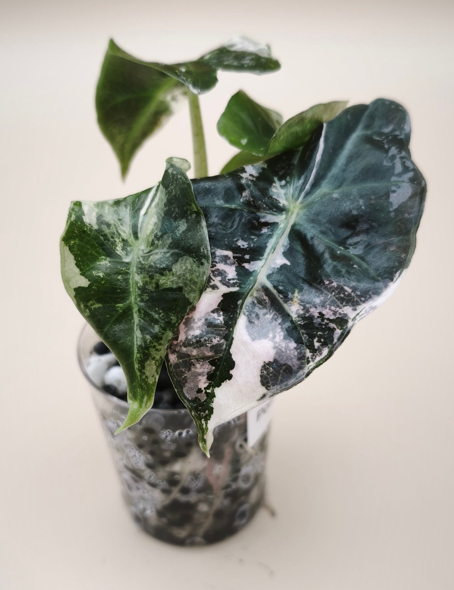 Alocasia Polly Albo Pink Variegata 09