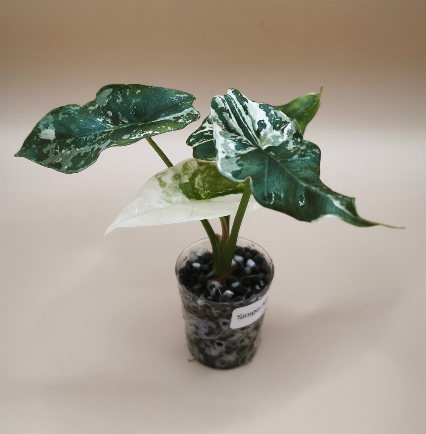 Alocasia Simpo Albo 05