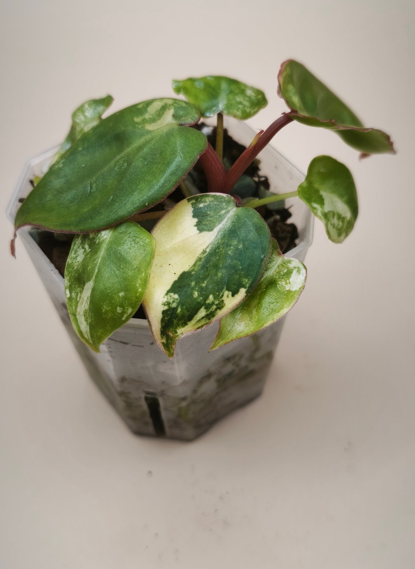 Philodendron Billietiae Variegated 01