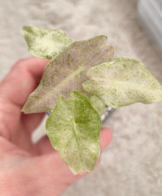 Alocasia Black Satun Stardust 0201