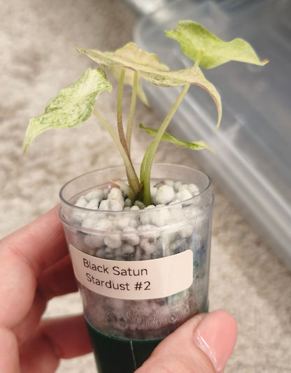 Alocasia Black Satun Stardust 0202