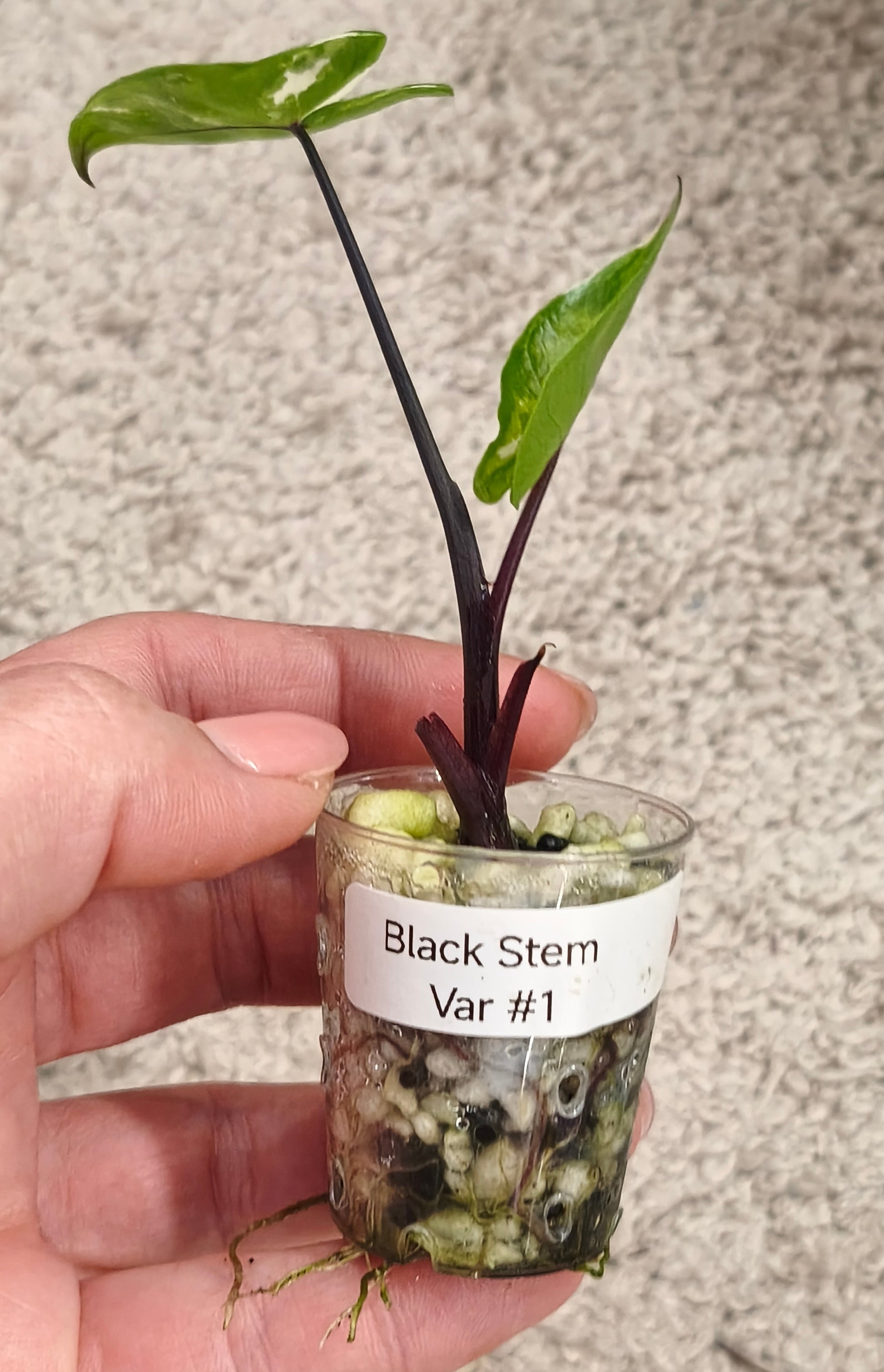 Alocasia Black Stem 0100