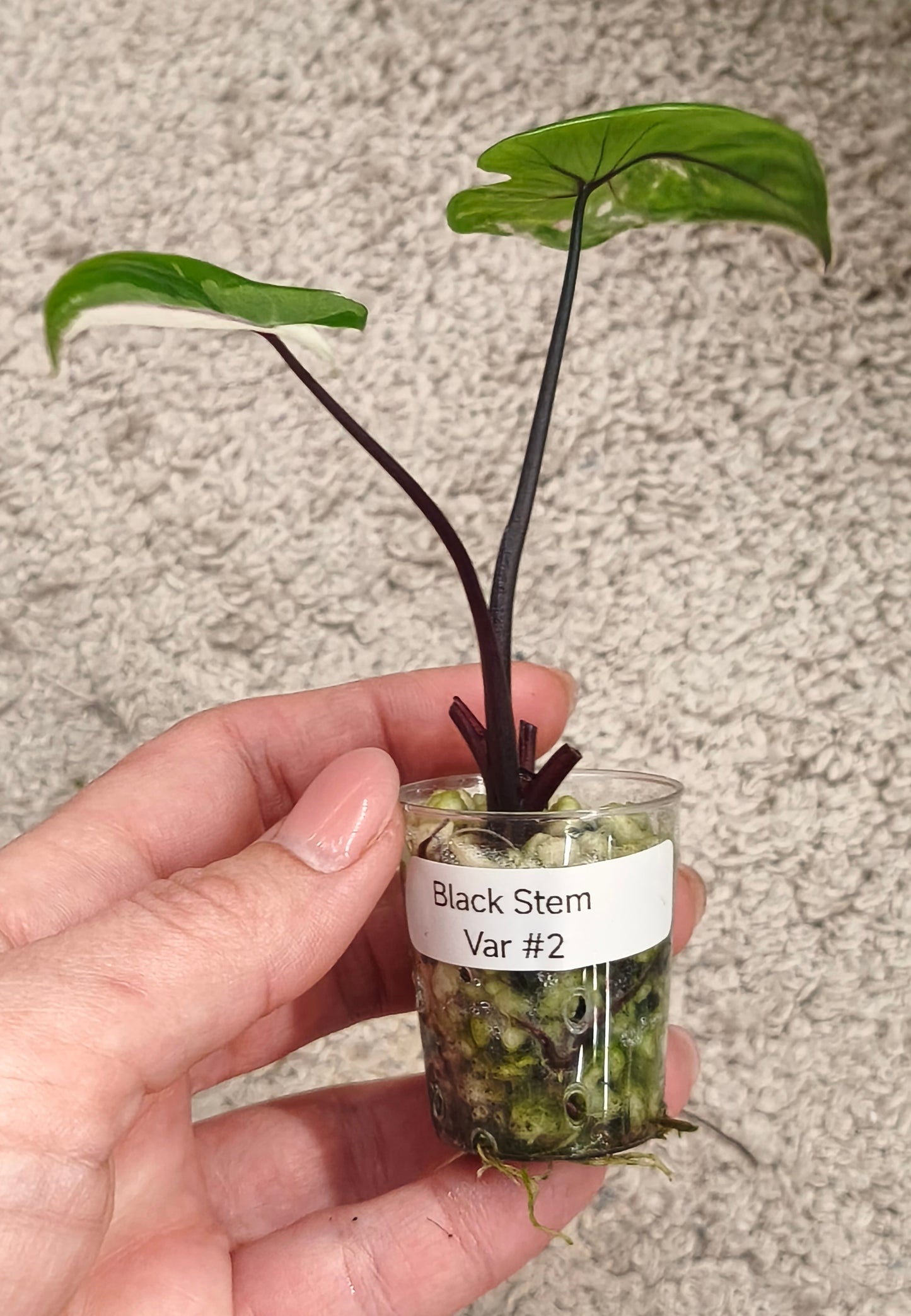 Alocasia Black Stem 0201