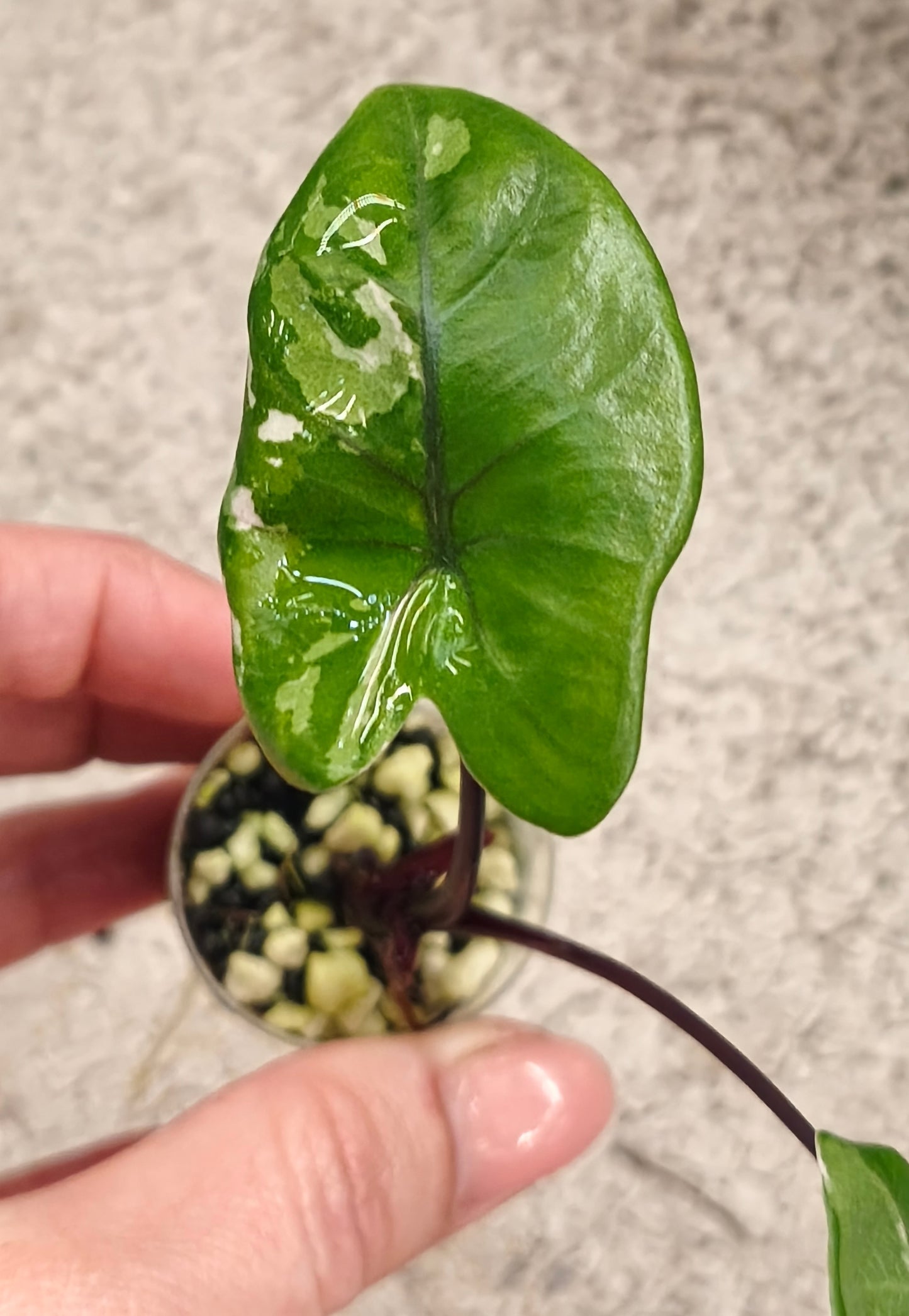 Alocasia Black Stem 0201