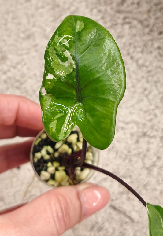 Alocasia Black Stem 0201