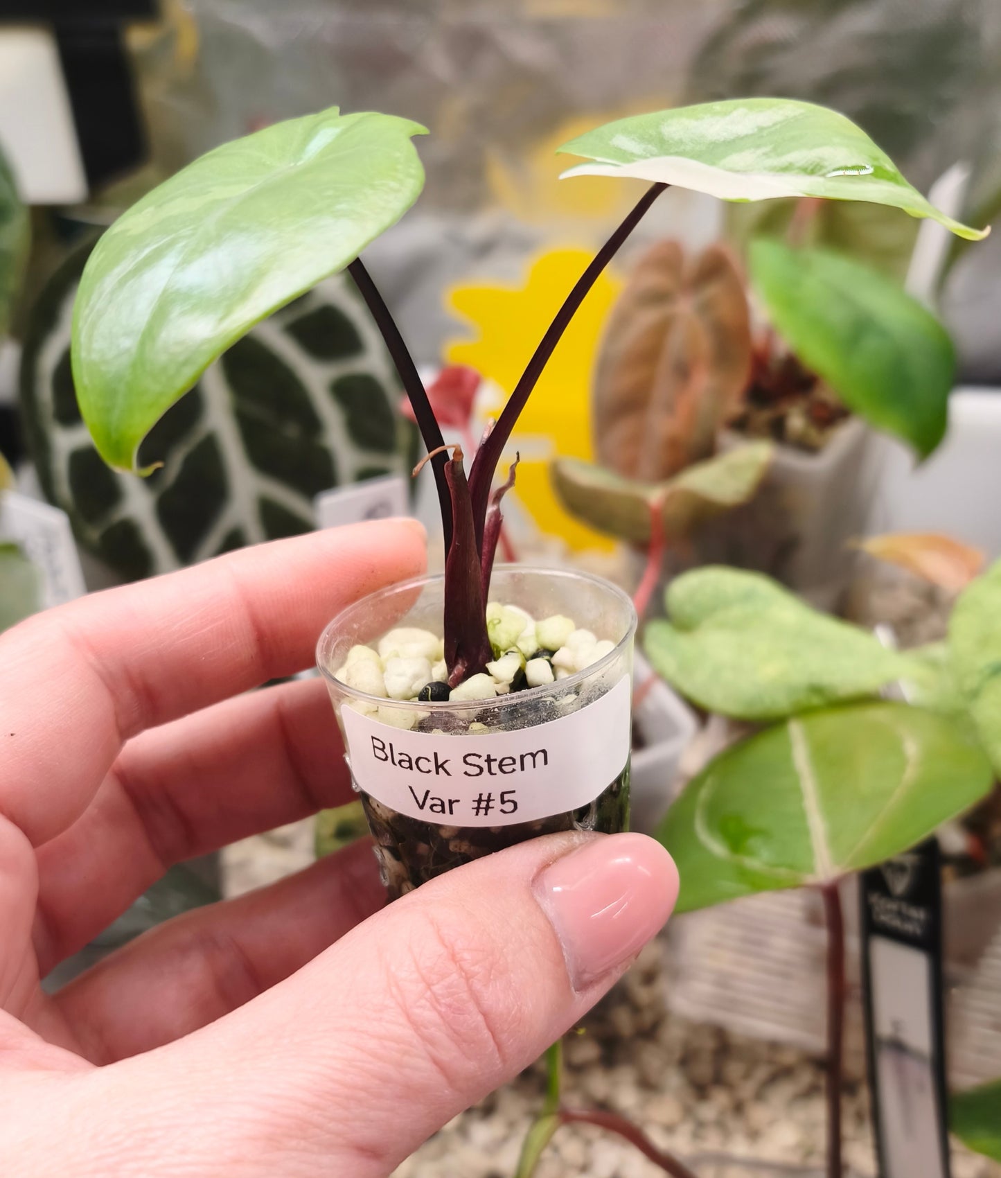 Alocasia Black Stem 0502