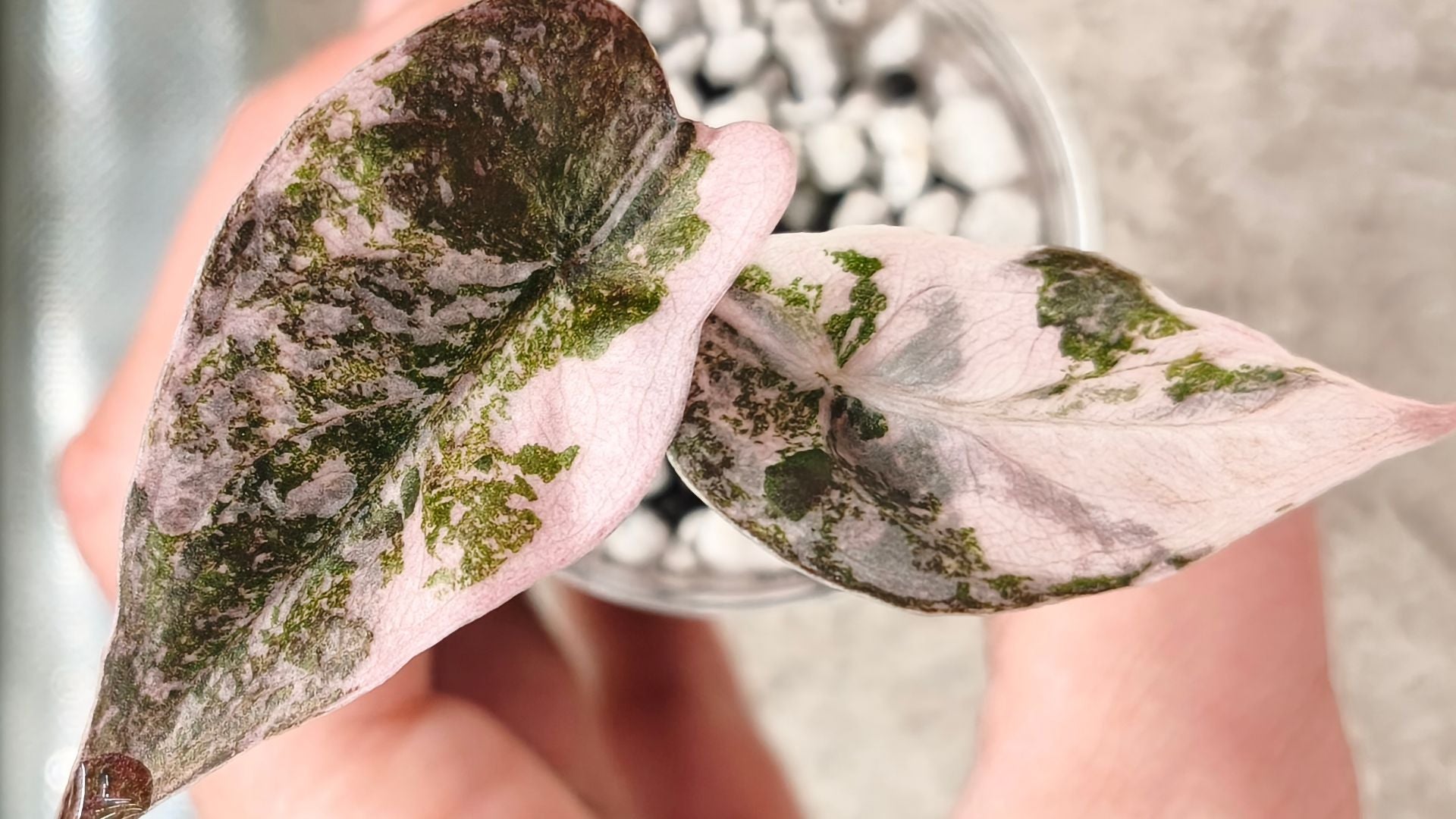 Alocasia Boutique Cuprea Super Pink