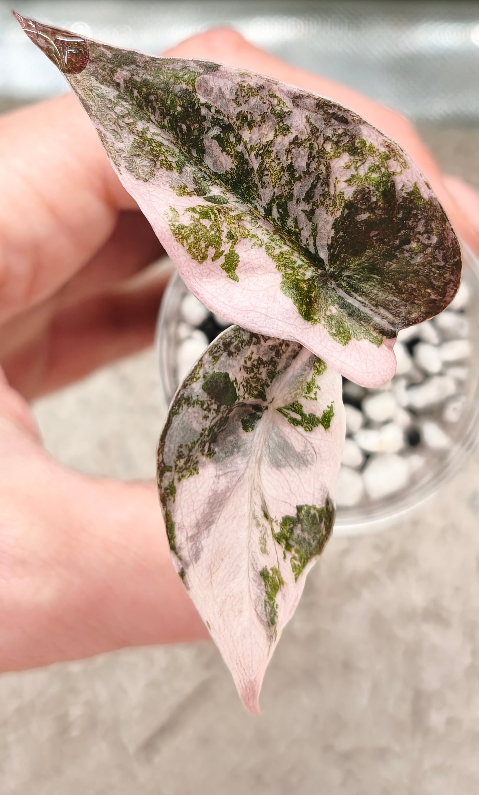 Alocasia Cuprea Super Pink 0202