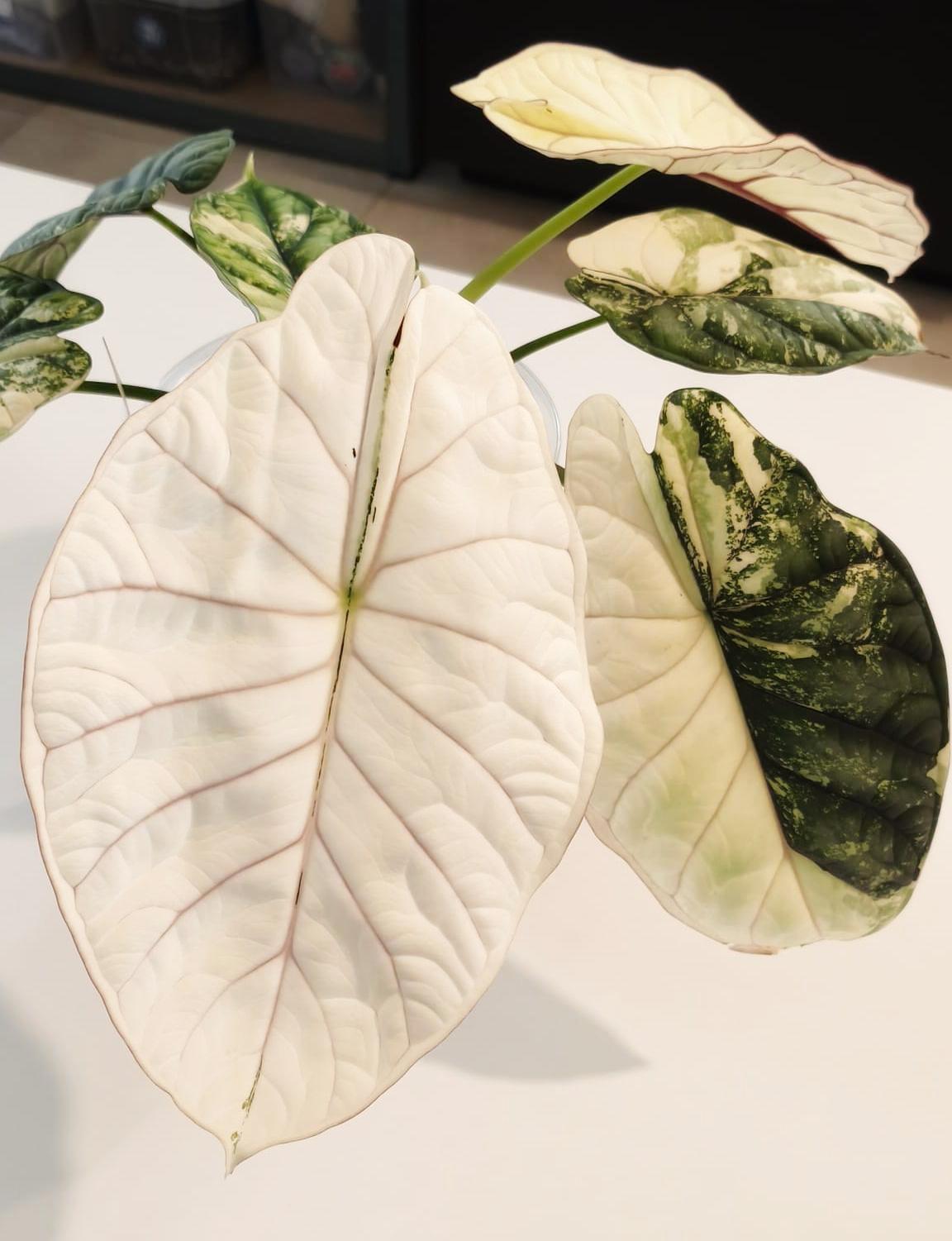 Alocasia Dragon Scale Albo planta madre