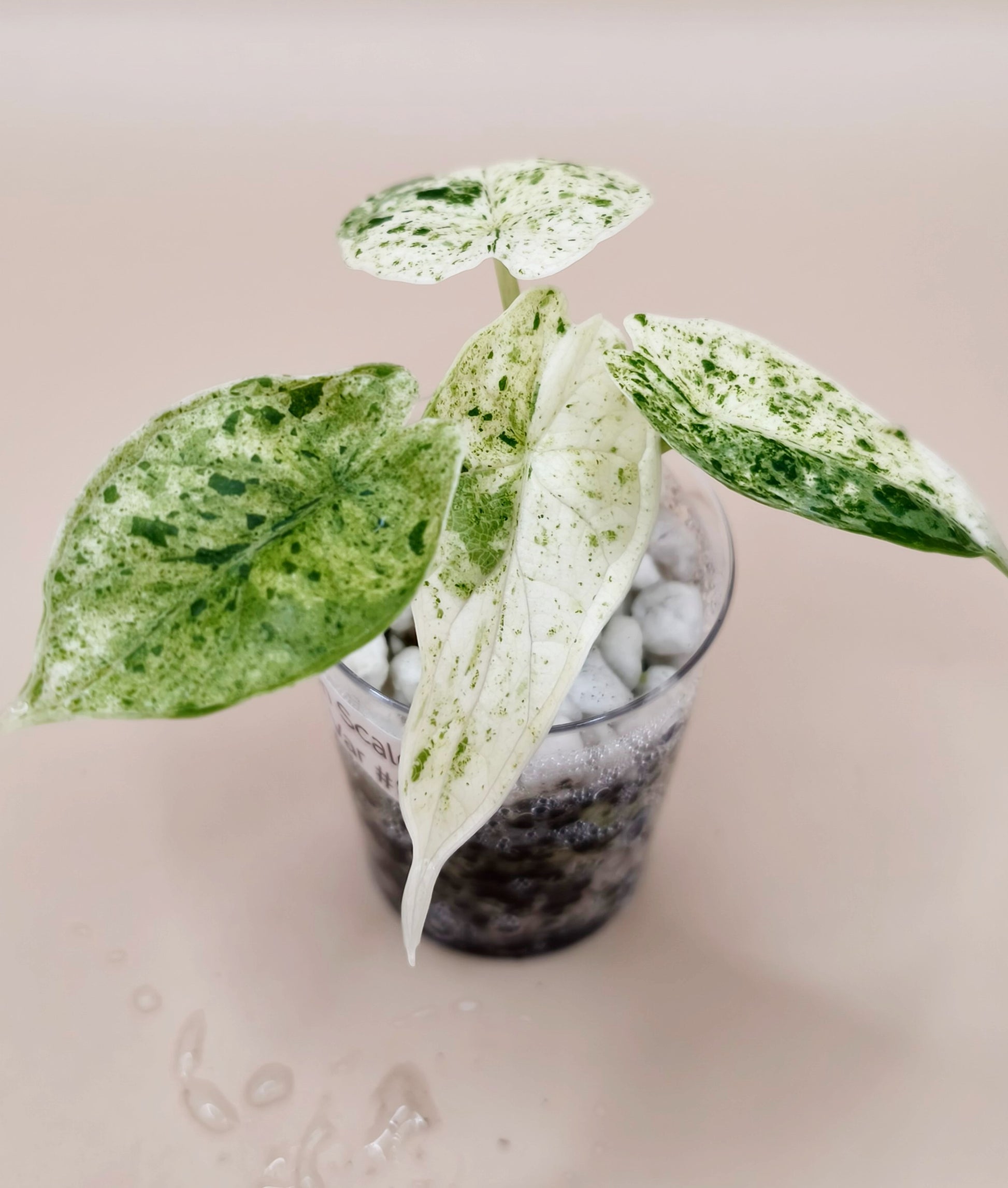 Alocasia Dragon Scale Mint 08