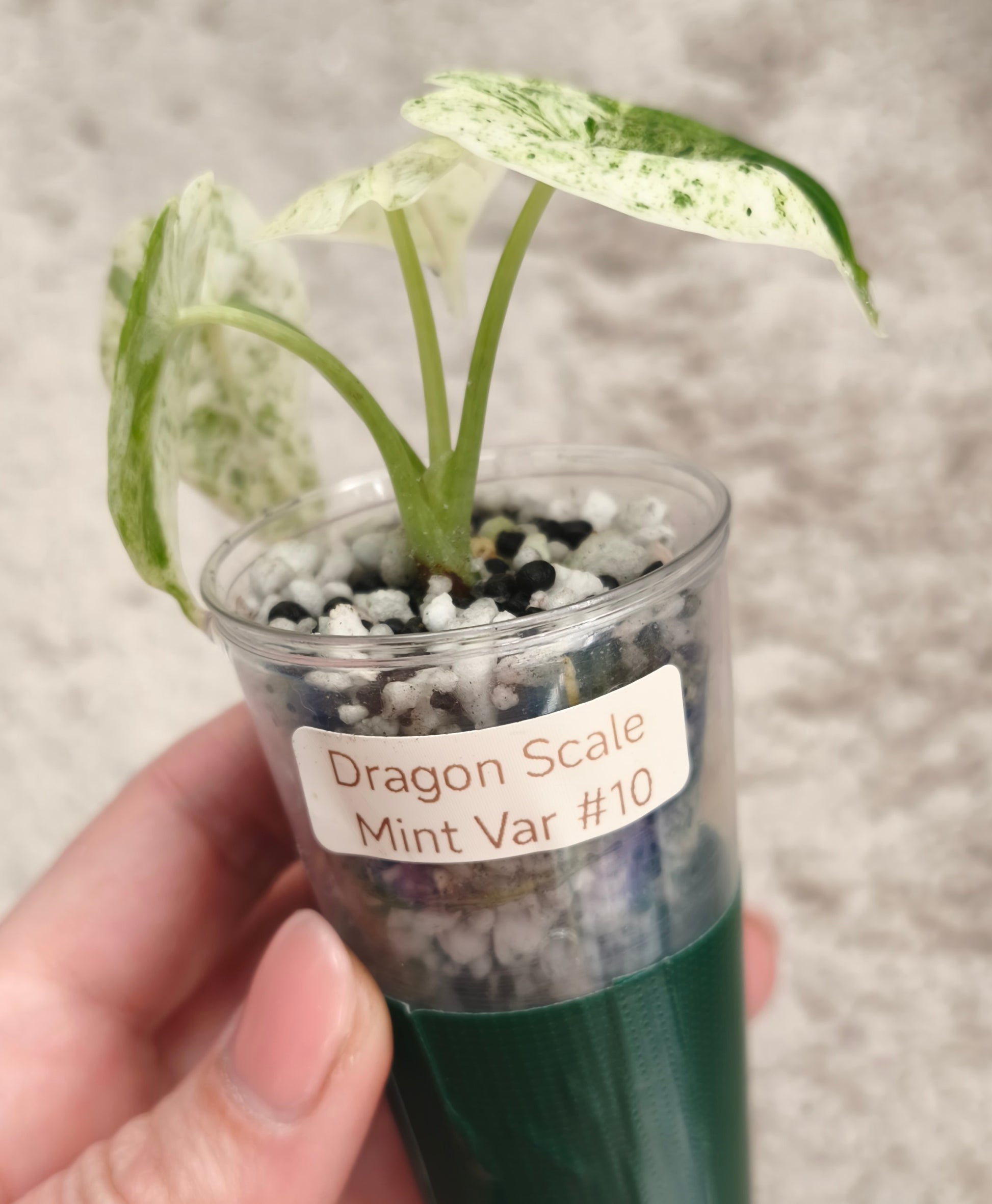 Alocasia Dragon Scale Mint 1001