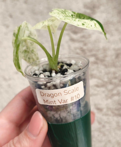 Alocasia Dragon Scale Mint 1001