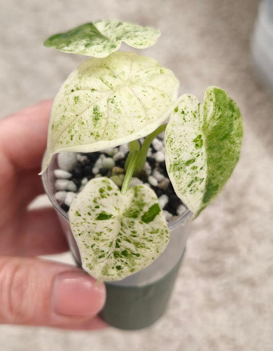 Alocasia Dragon Scale Mint 1001