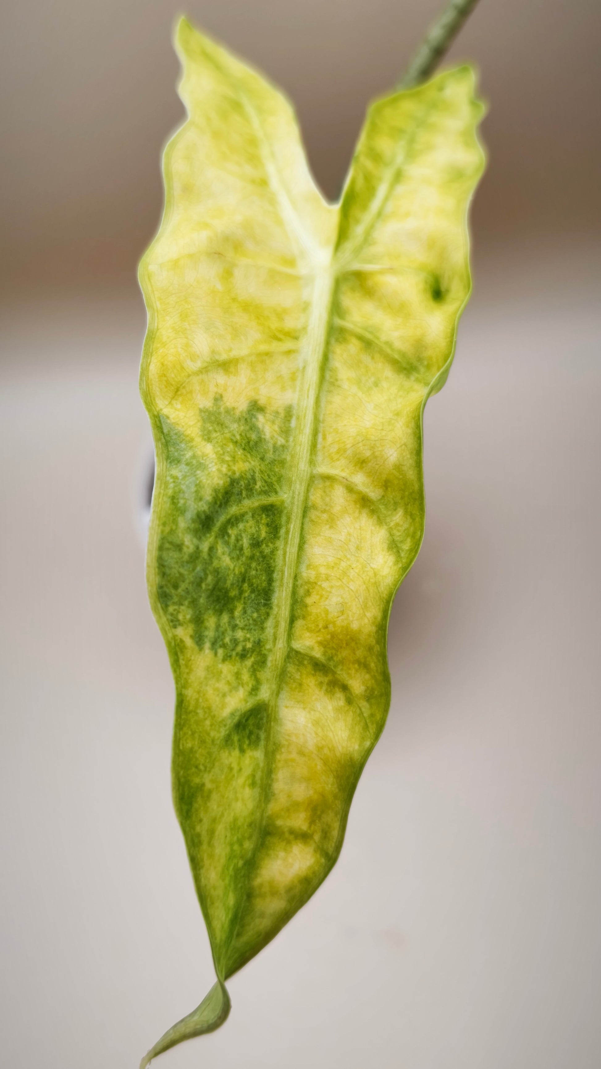 Alocasia Longiloba Mint