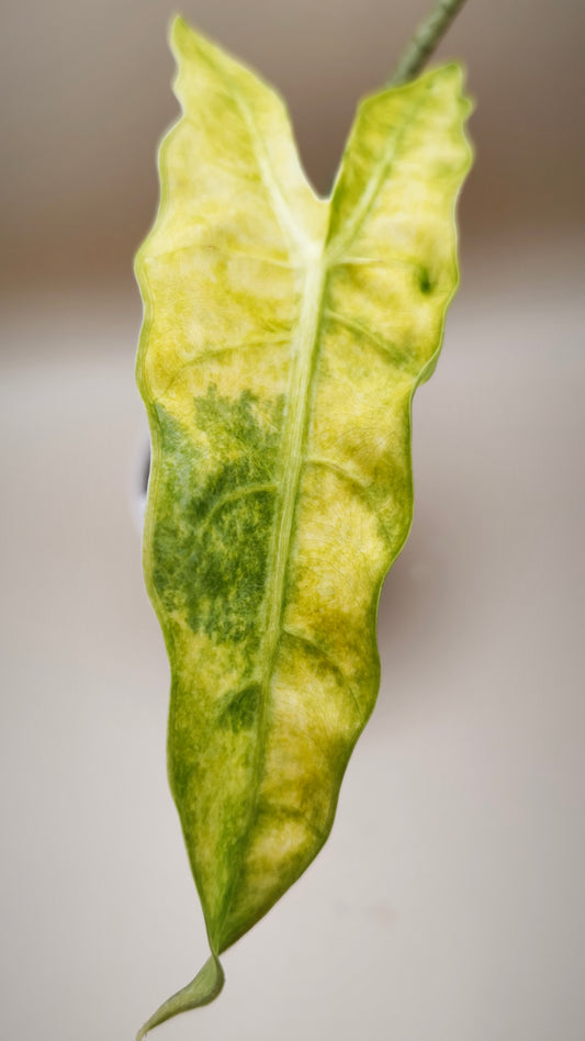 Alocasia Longiloba Mint