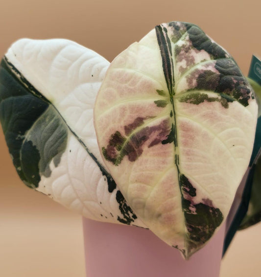 Alocasia Maharani Albo Pink