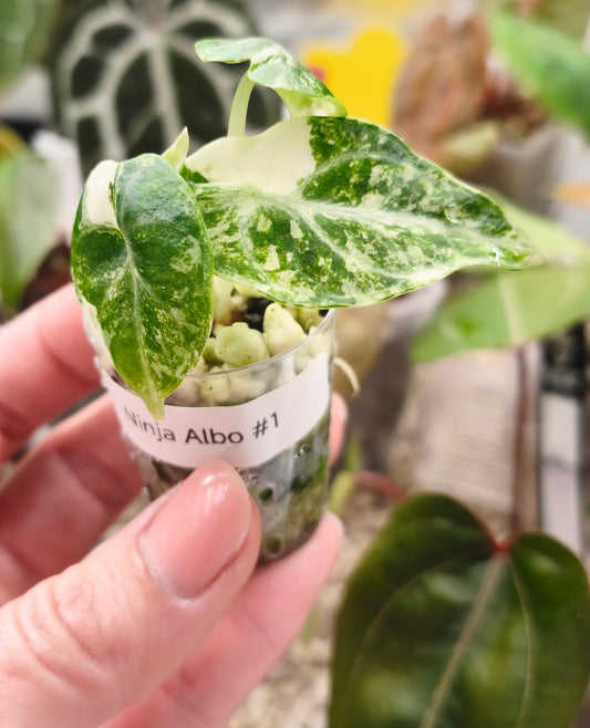 Alocasia-Ninja-Albo-0101