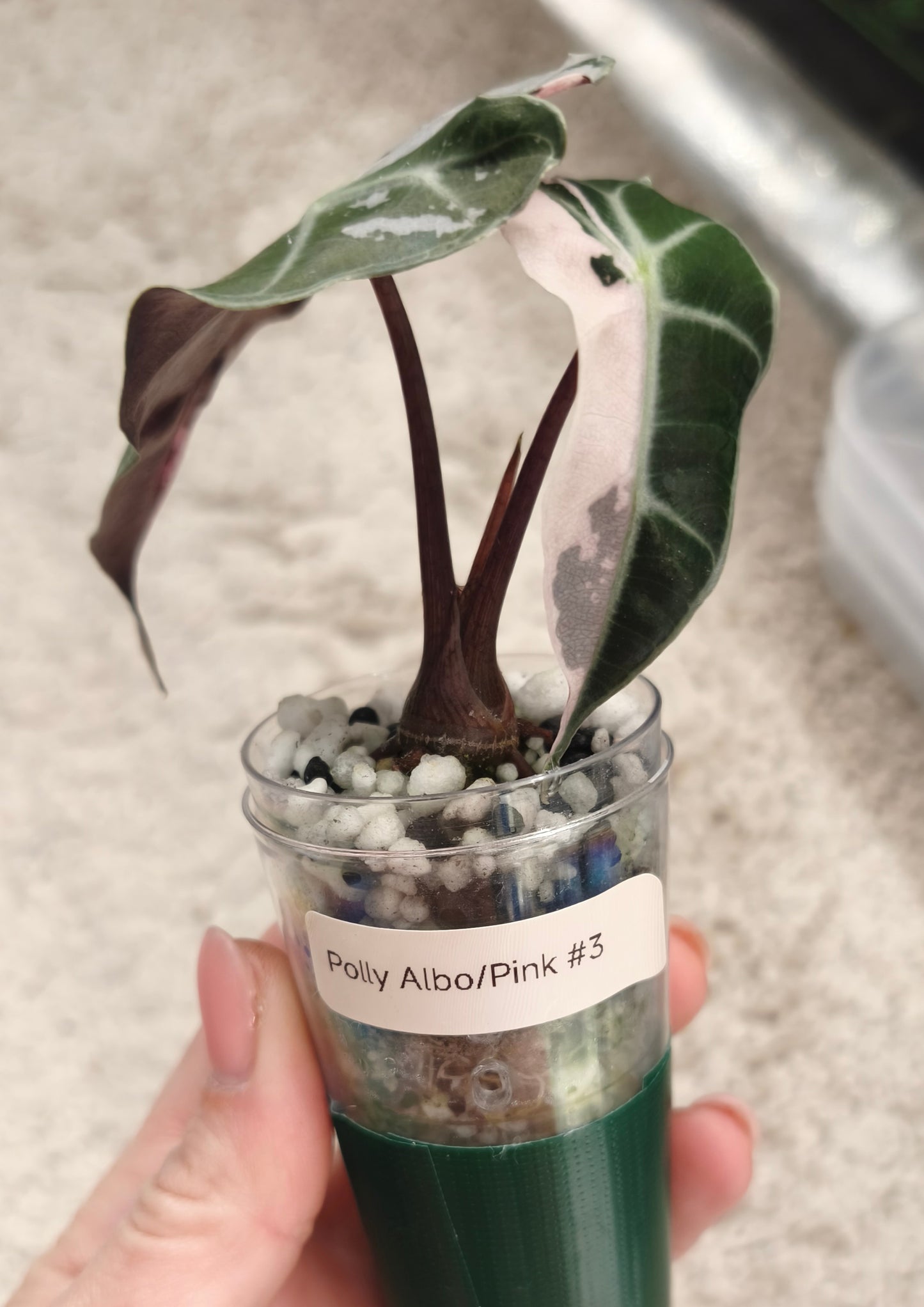 Alocasia Polly Albo Pink 0300