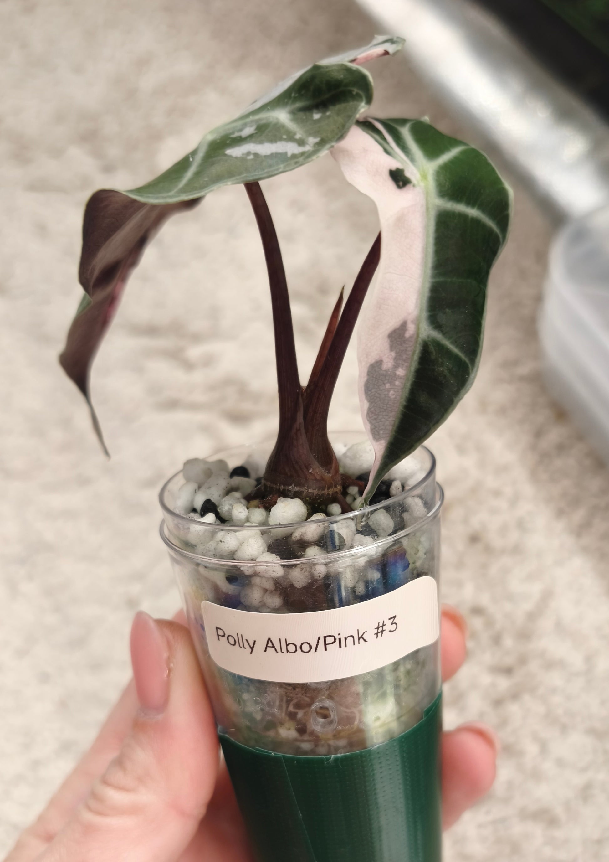 Alocasia Polly Albo Pink 0300