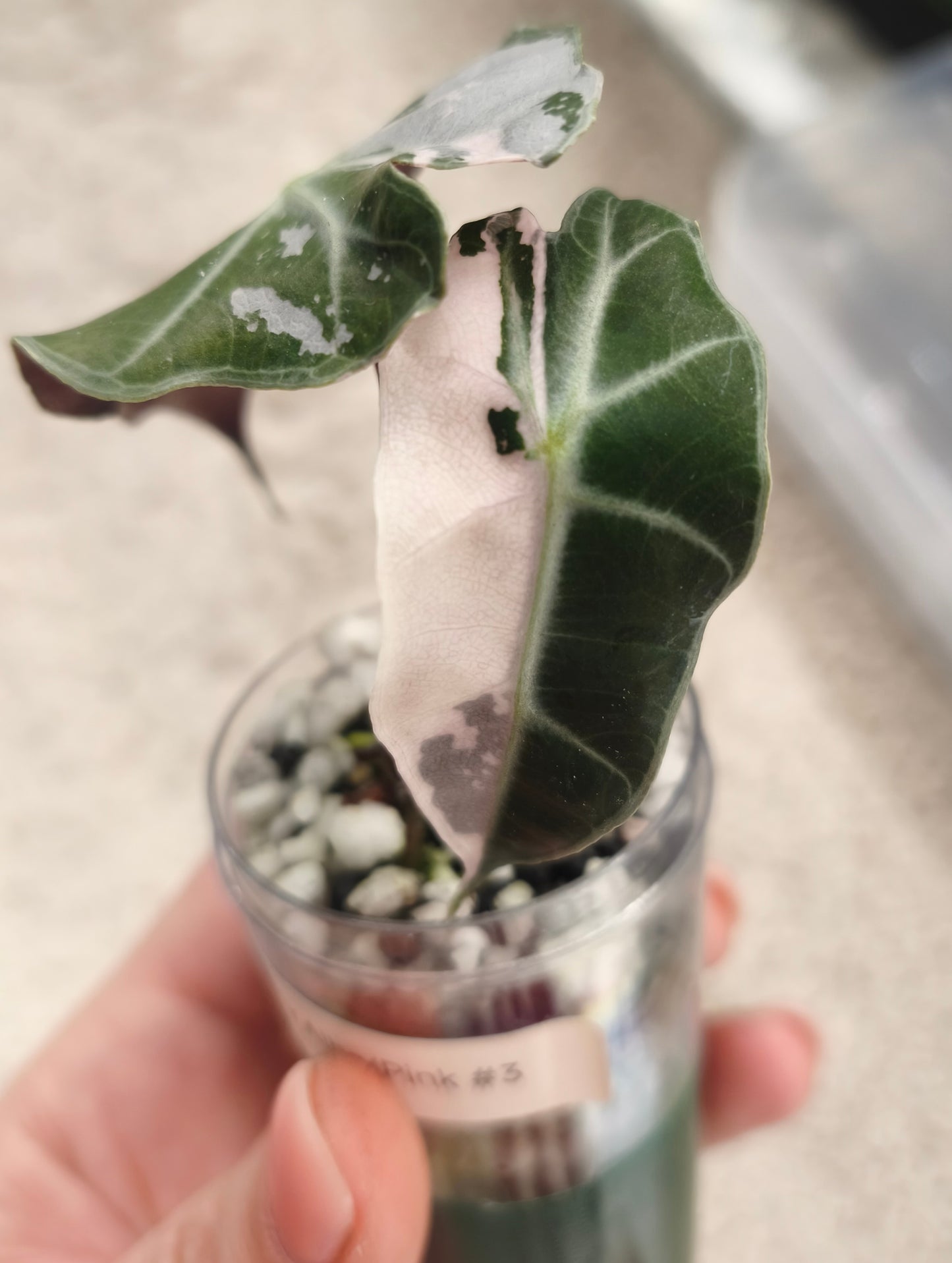 Alocasia Polly Albo Pink 0301