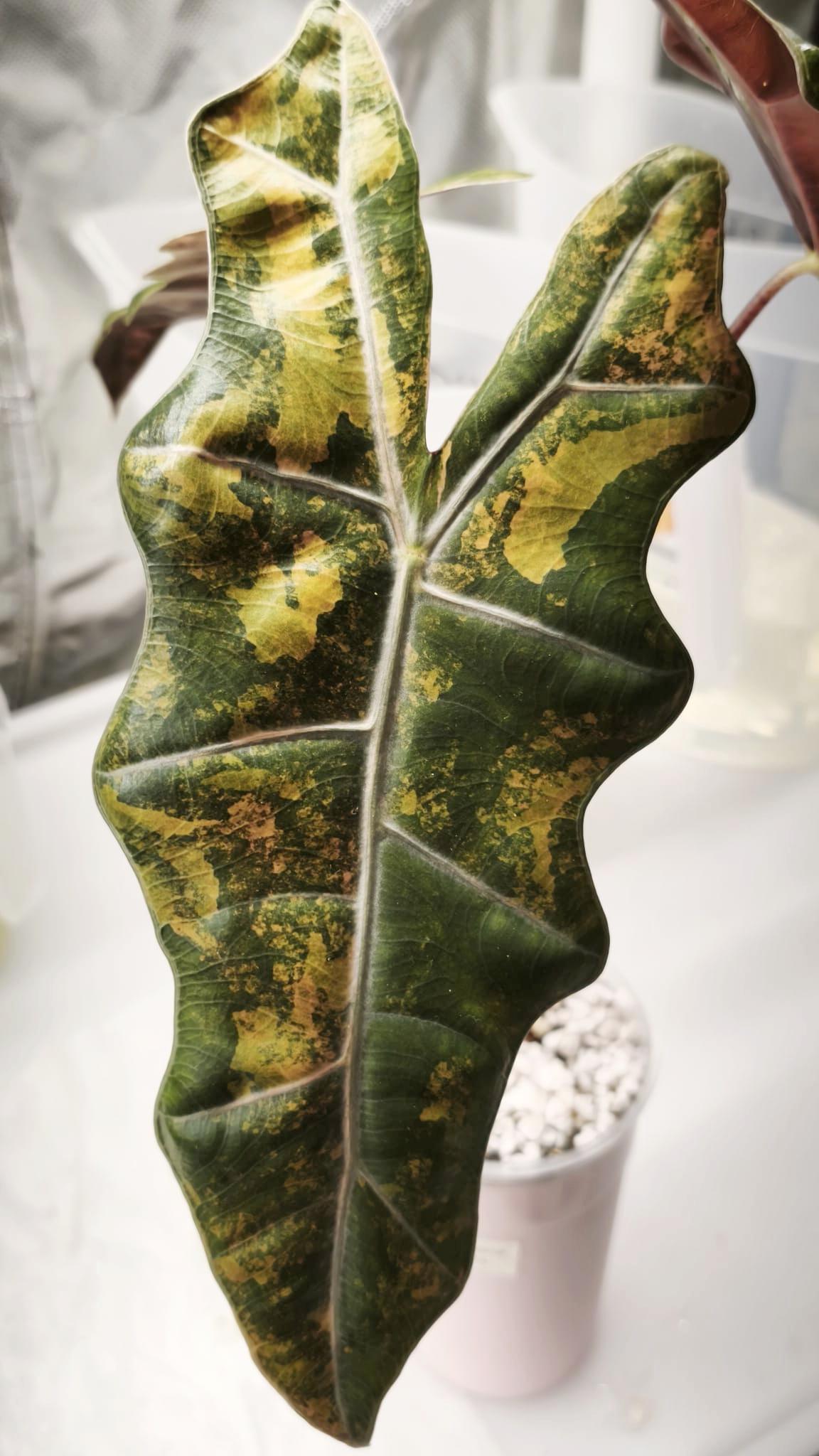 Alocasia Pseudo Sanderiana planta madre