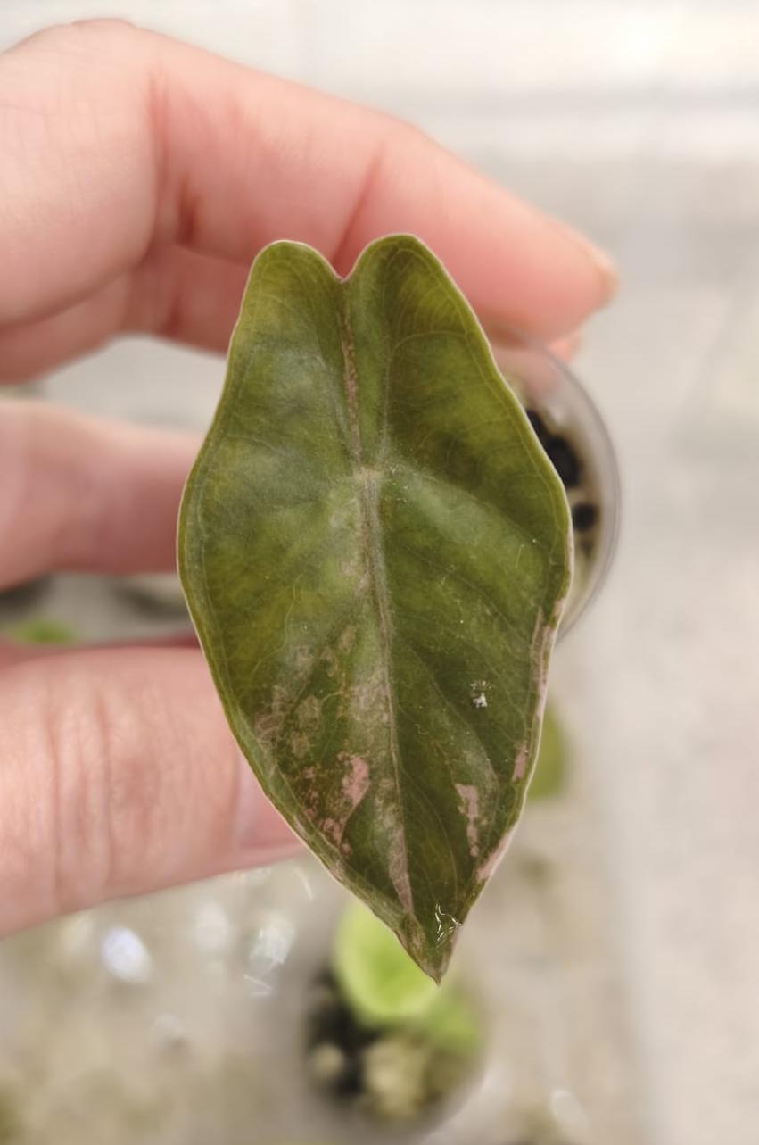 Alocasia-Pseudosanderiana-Aurea-from-corm-02
