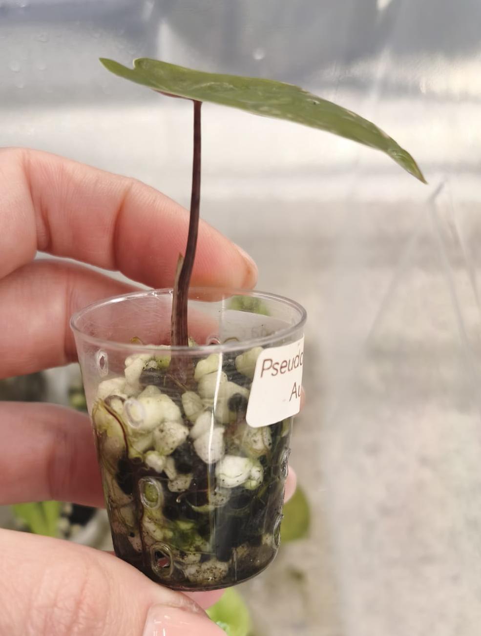 Alocasia Pseudosanderiana Aurea from corm 02
