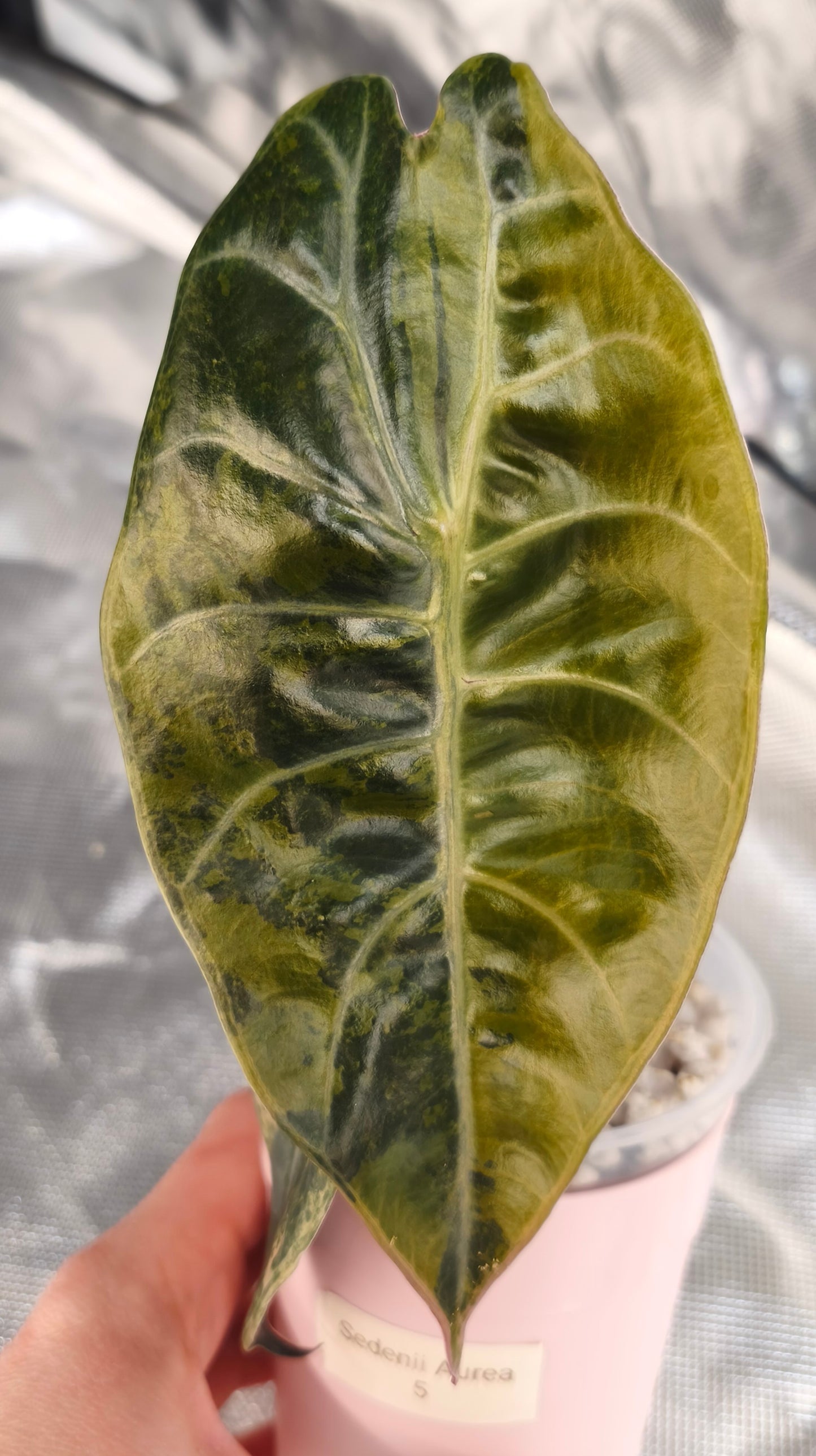 Alocasia Sedenii Aurea 05-03
