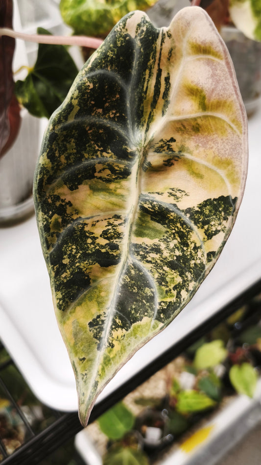Alocasia Sedenii Aurea mother plant