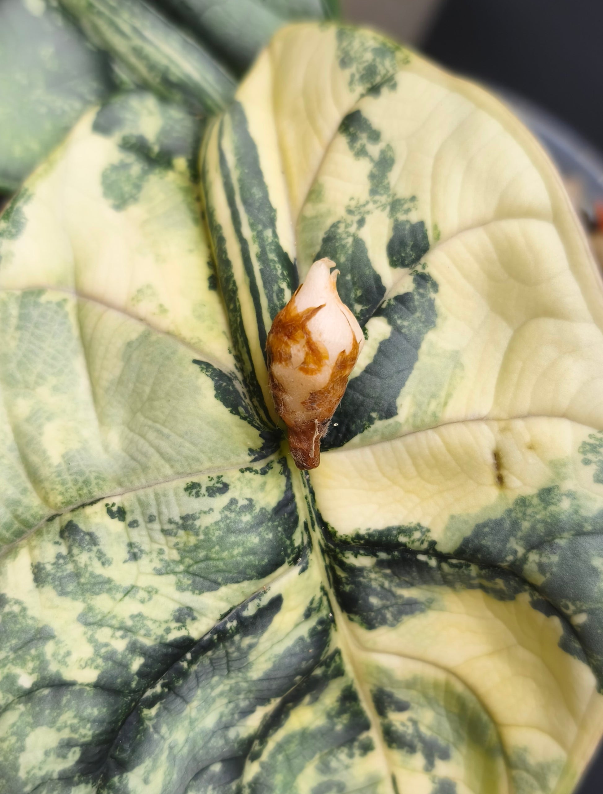 Alocasia Silver Dragon Albo Corm