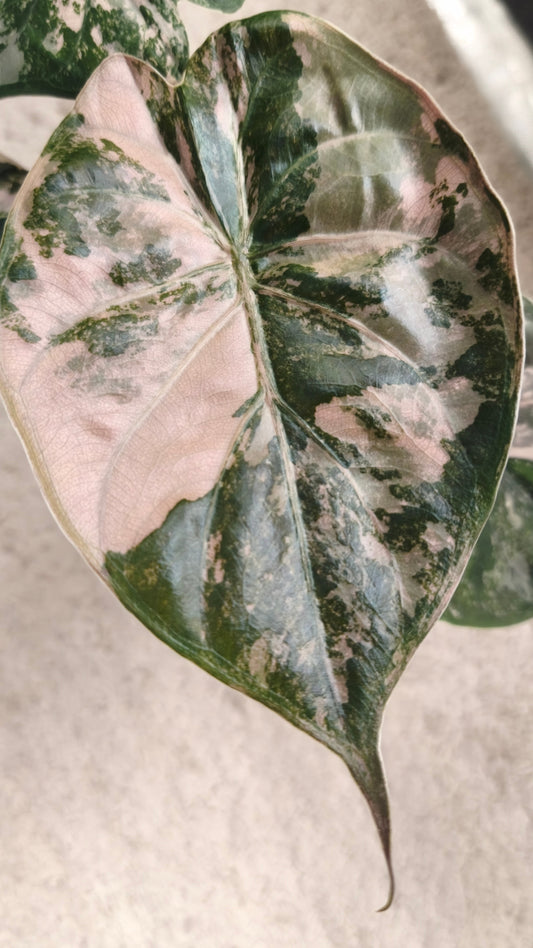Alocasia Wentii Albo Pink 0400