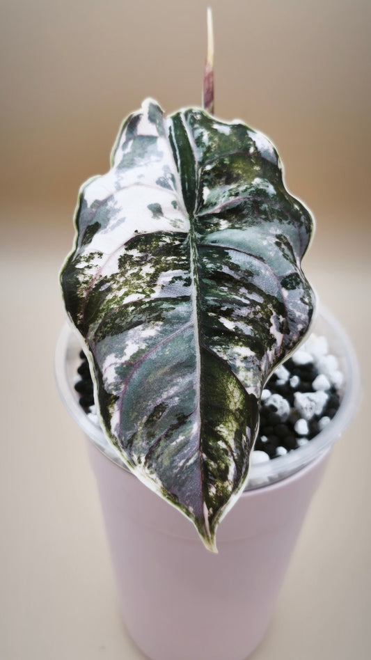 Alocasia Azlanii Albo Pink Variegated | Corm
