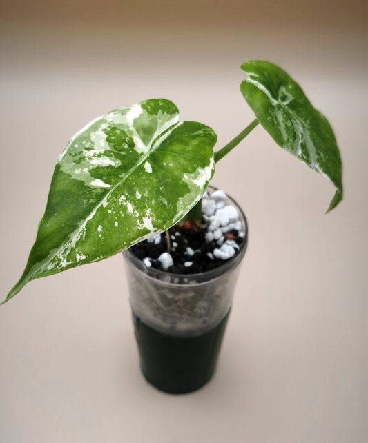 Alocasia Gageana Albo Variegata