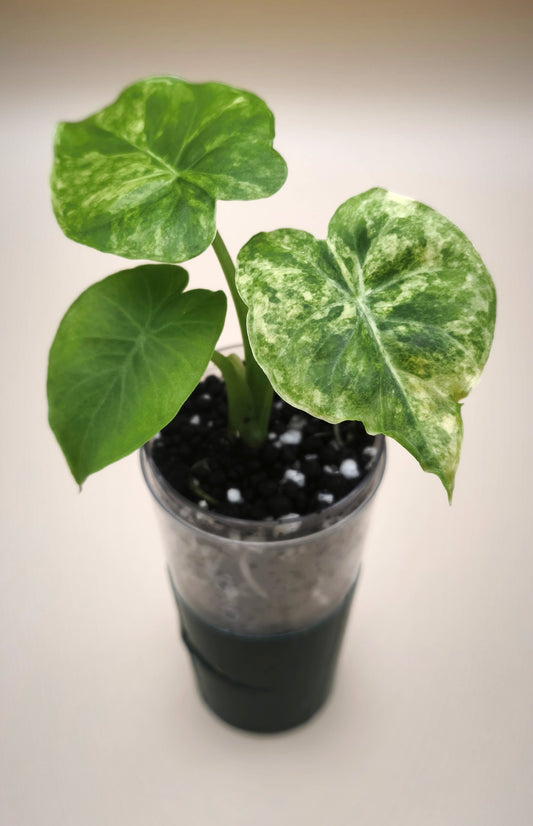 Alocasia Gageana Aurea Variegated