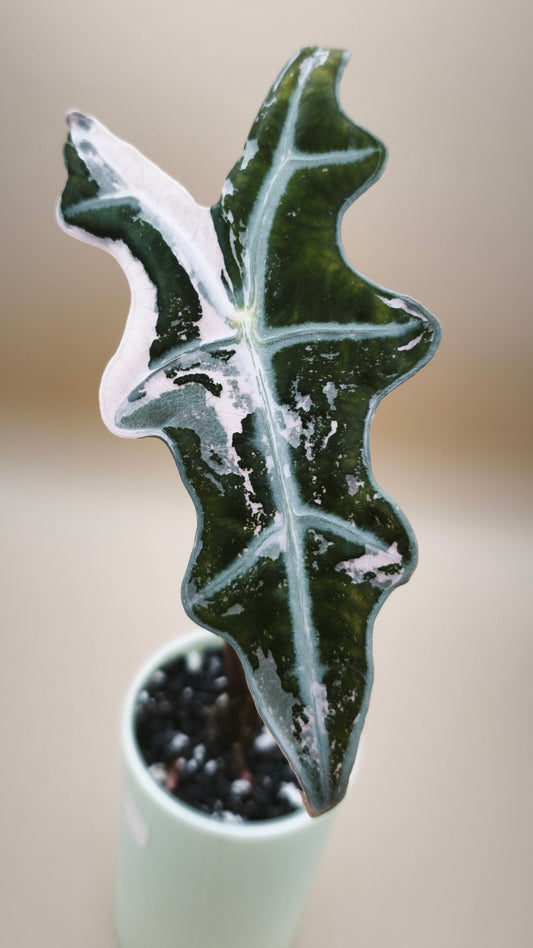 Alocasia Nobilis Pink Variegated | Corm